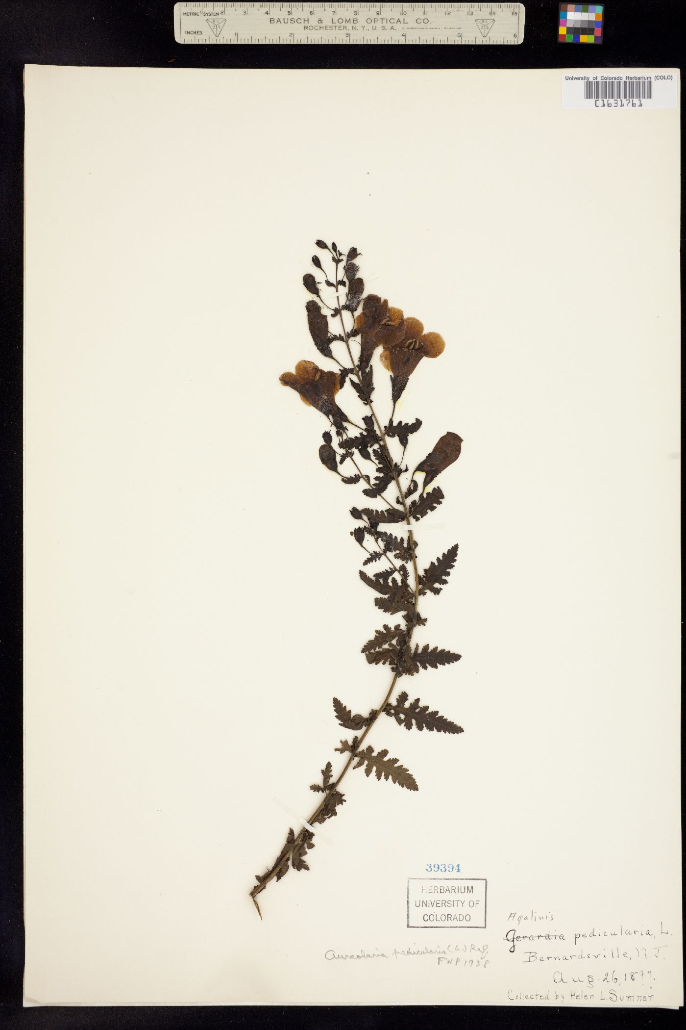 Aureolaria image