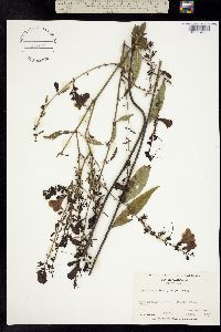 Image of Aureolaria levigata