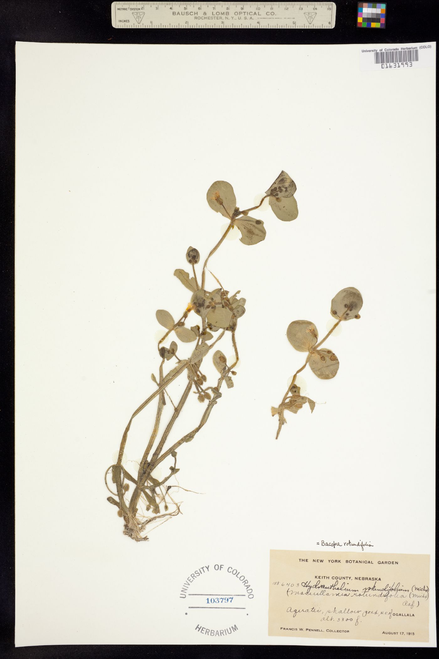 Bacopa rotundifolia image