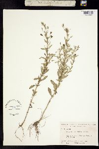 Image of Bacopa acuminata