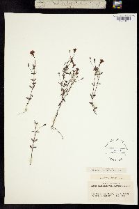 Mecardonia flagellaris image