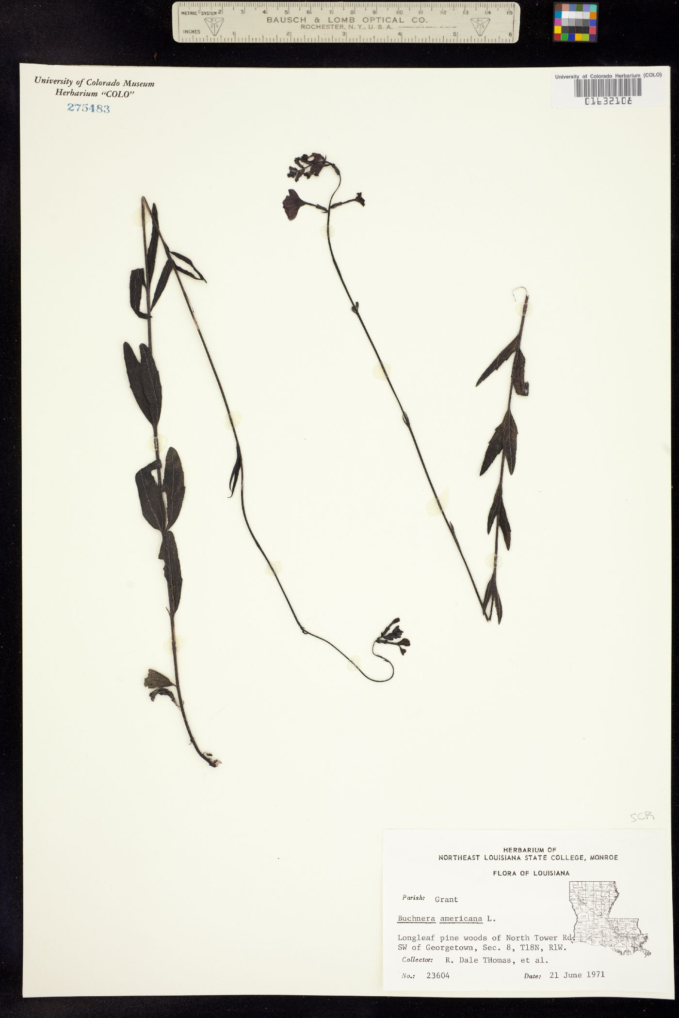 Buchnera image