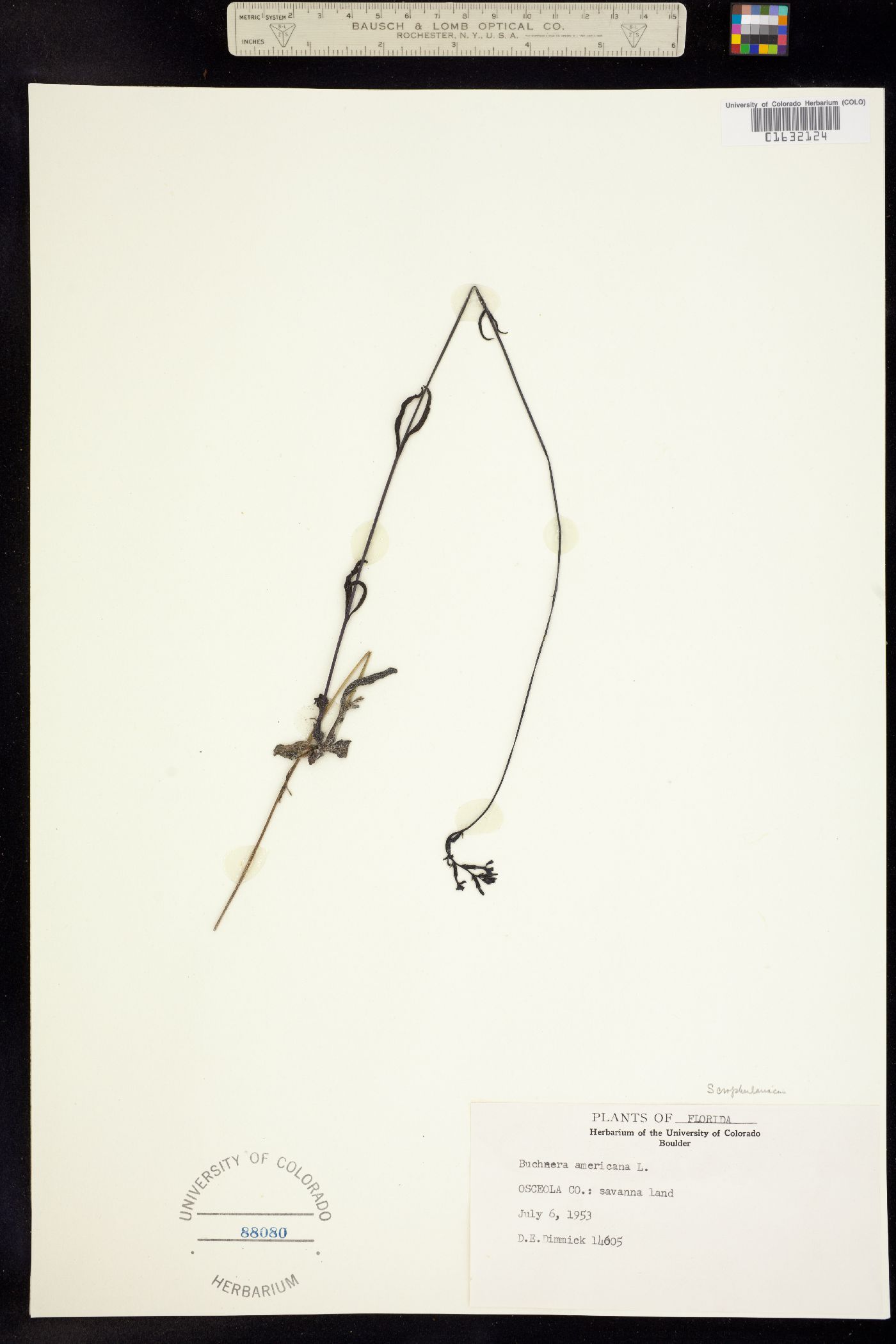Buchnera americana image