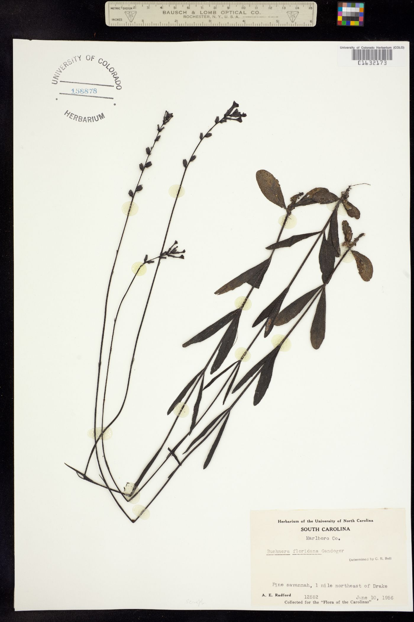 Buchnera floridana image