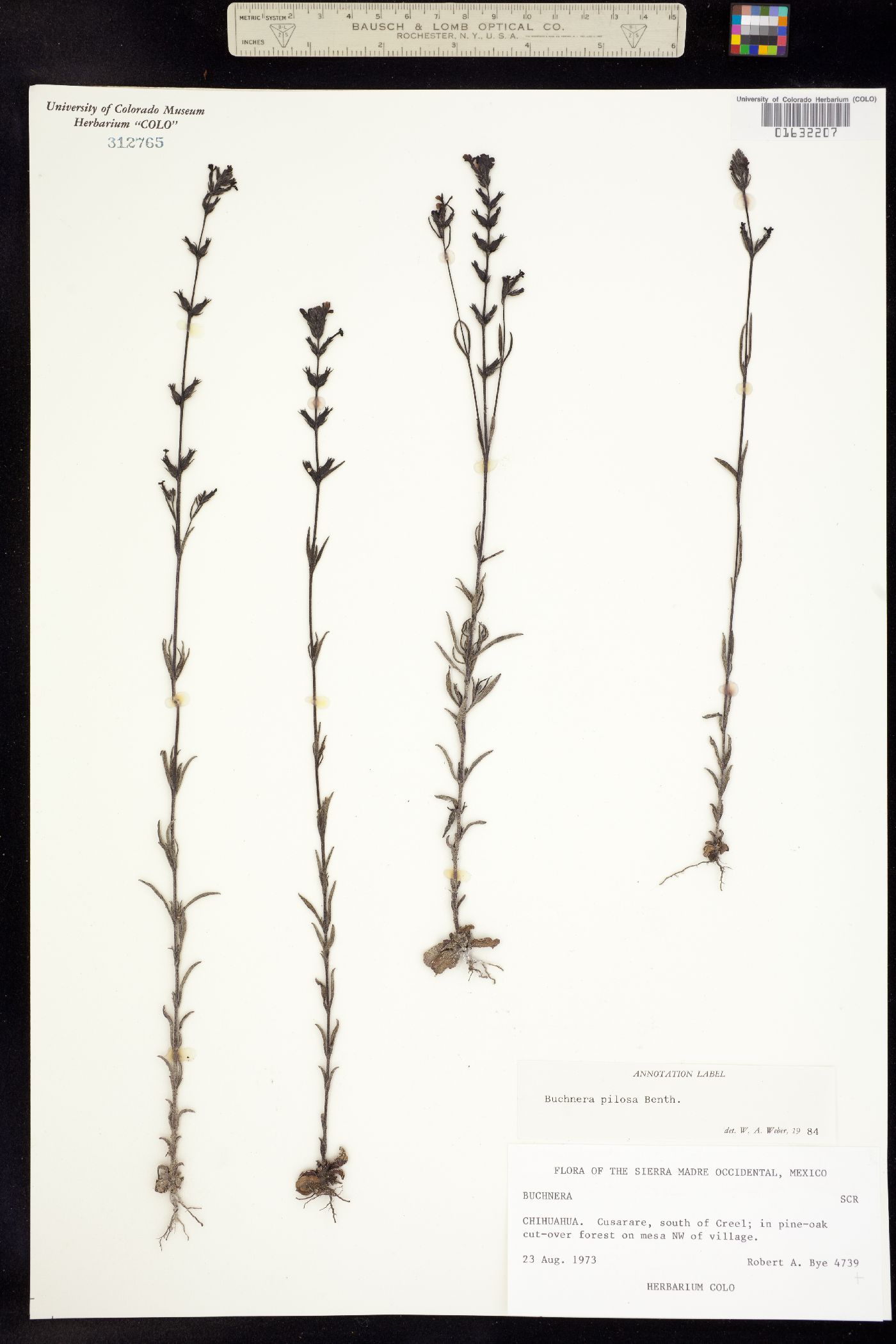 Buchnera pilosa image