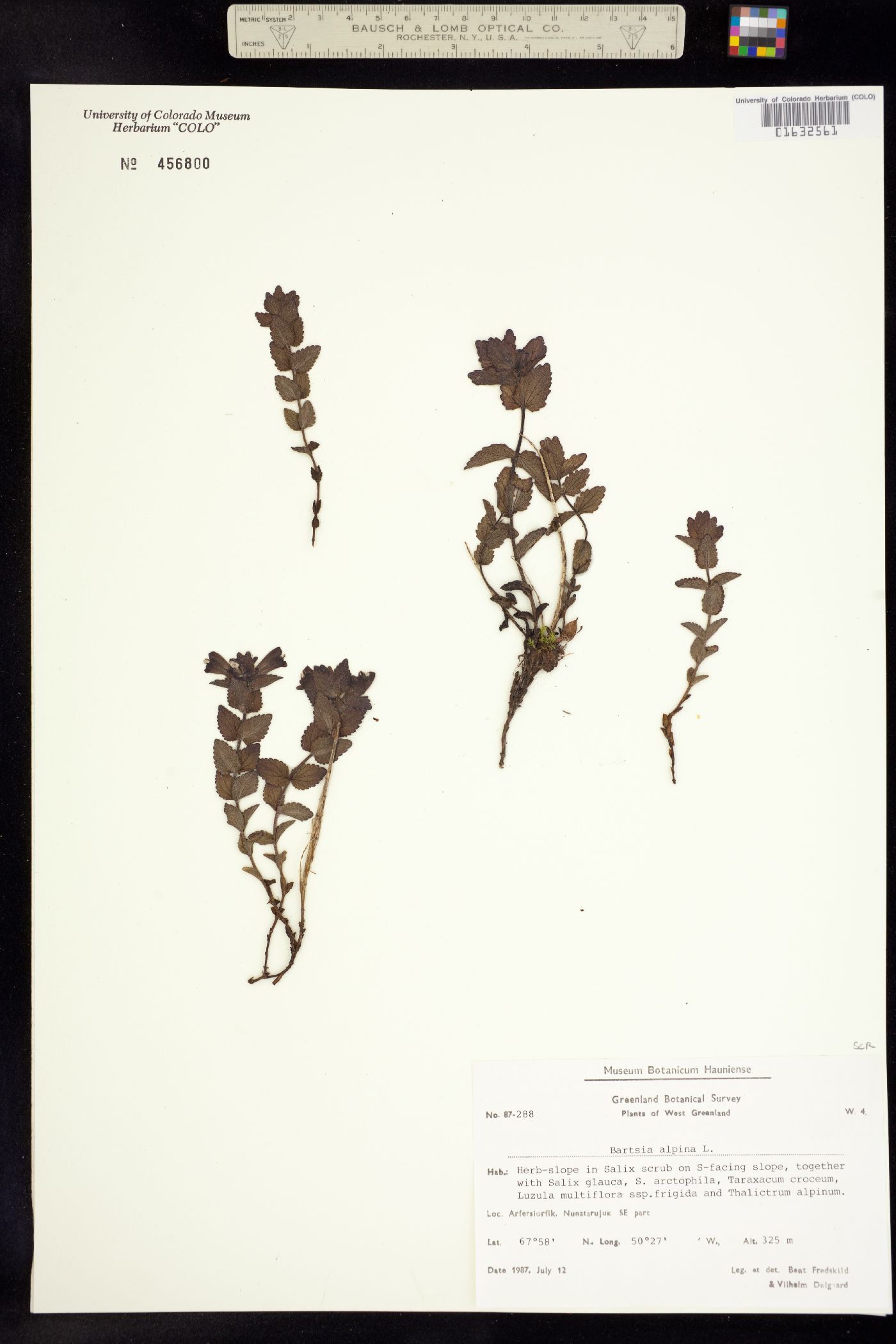 Bartsia alpina image