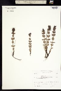 Bartsia alpina image