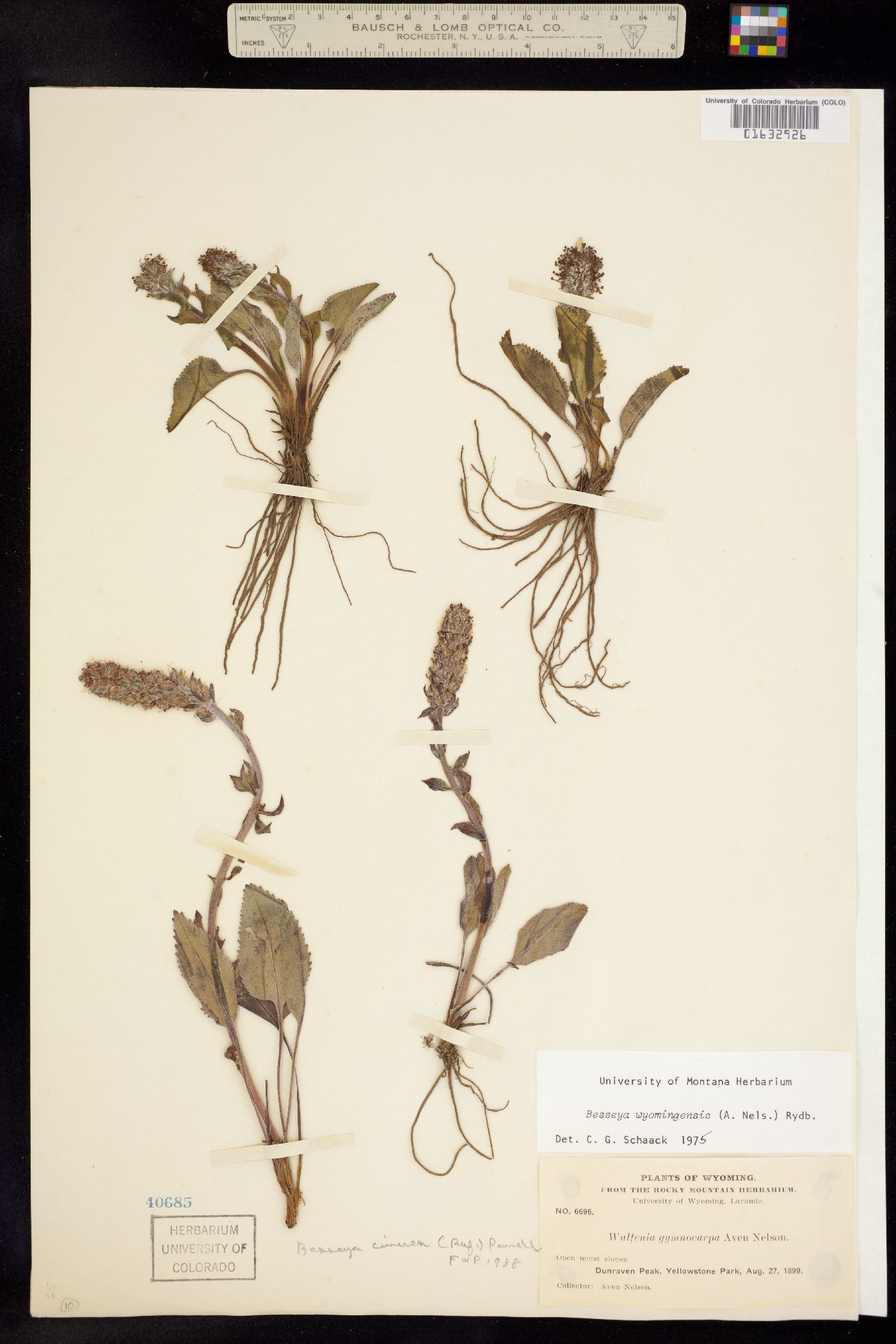 Synthyris wyomingensis image