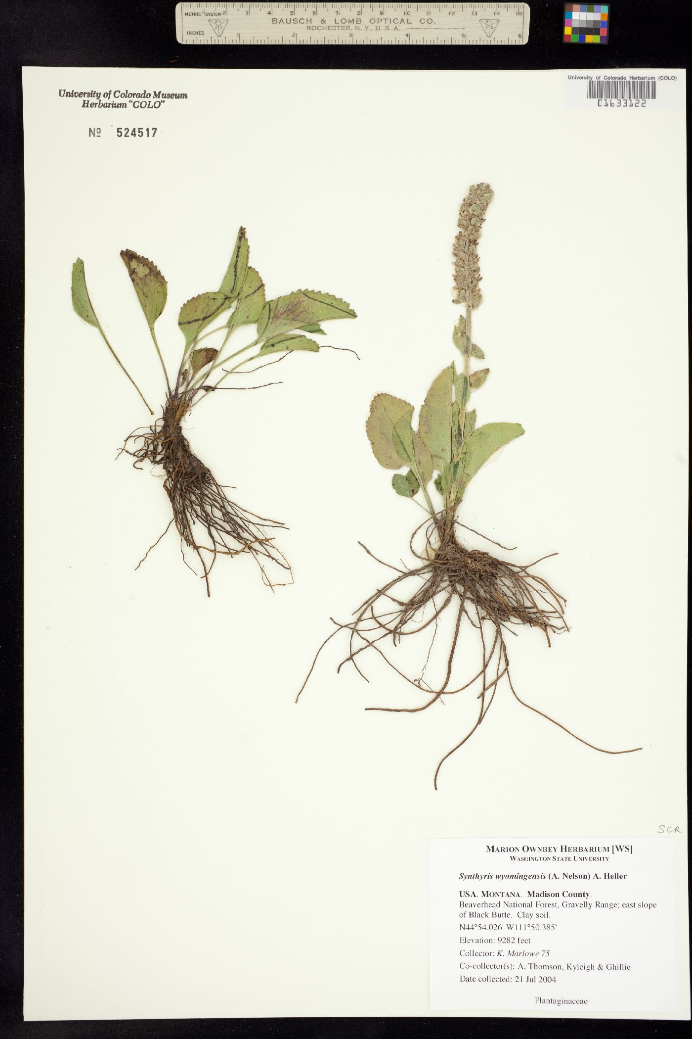 Synthyris wyomingensis image