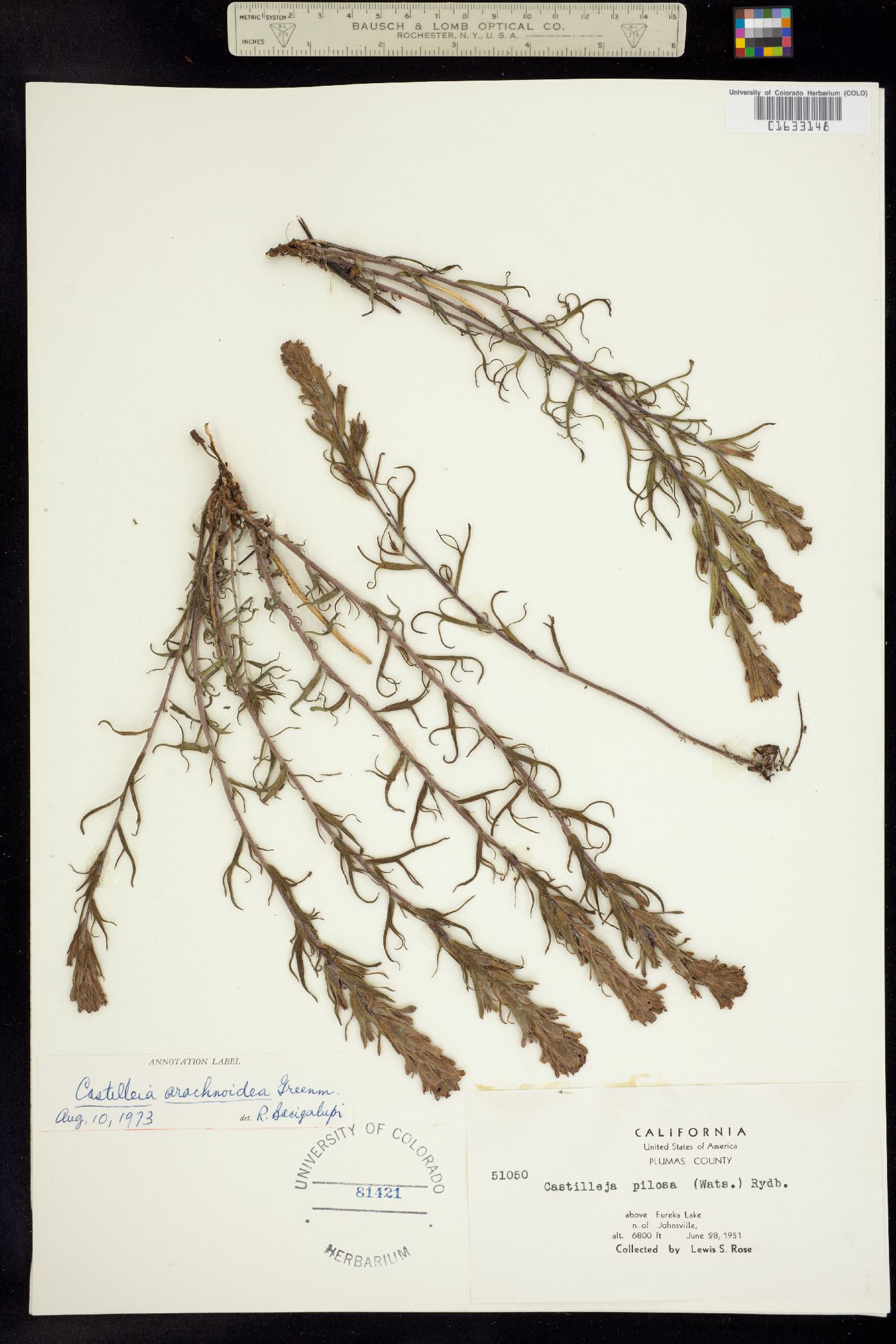Castilleja arachnoidea image
