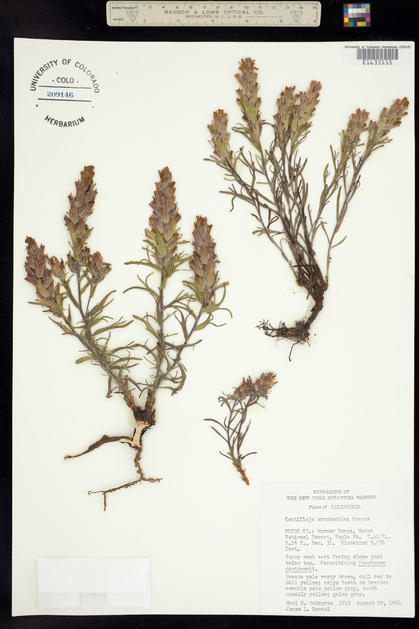 Castilleja arachnoidea image