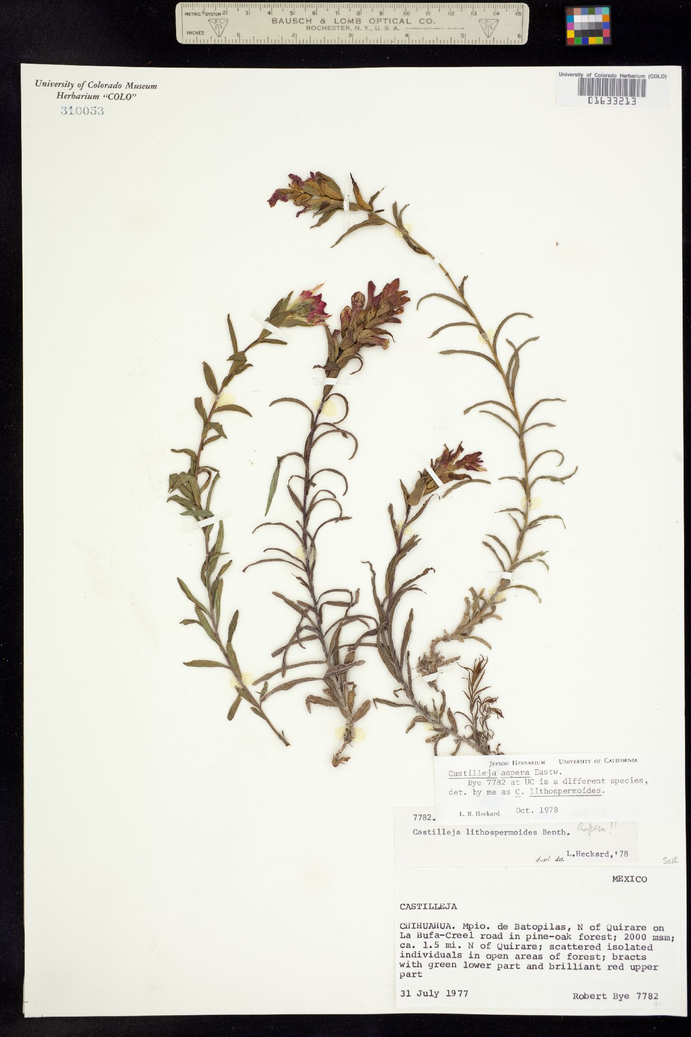 Castilleja aspera image