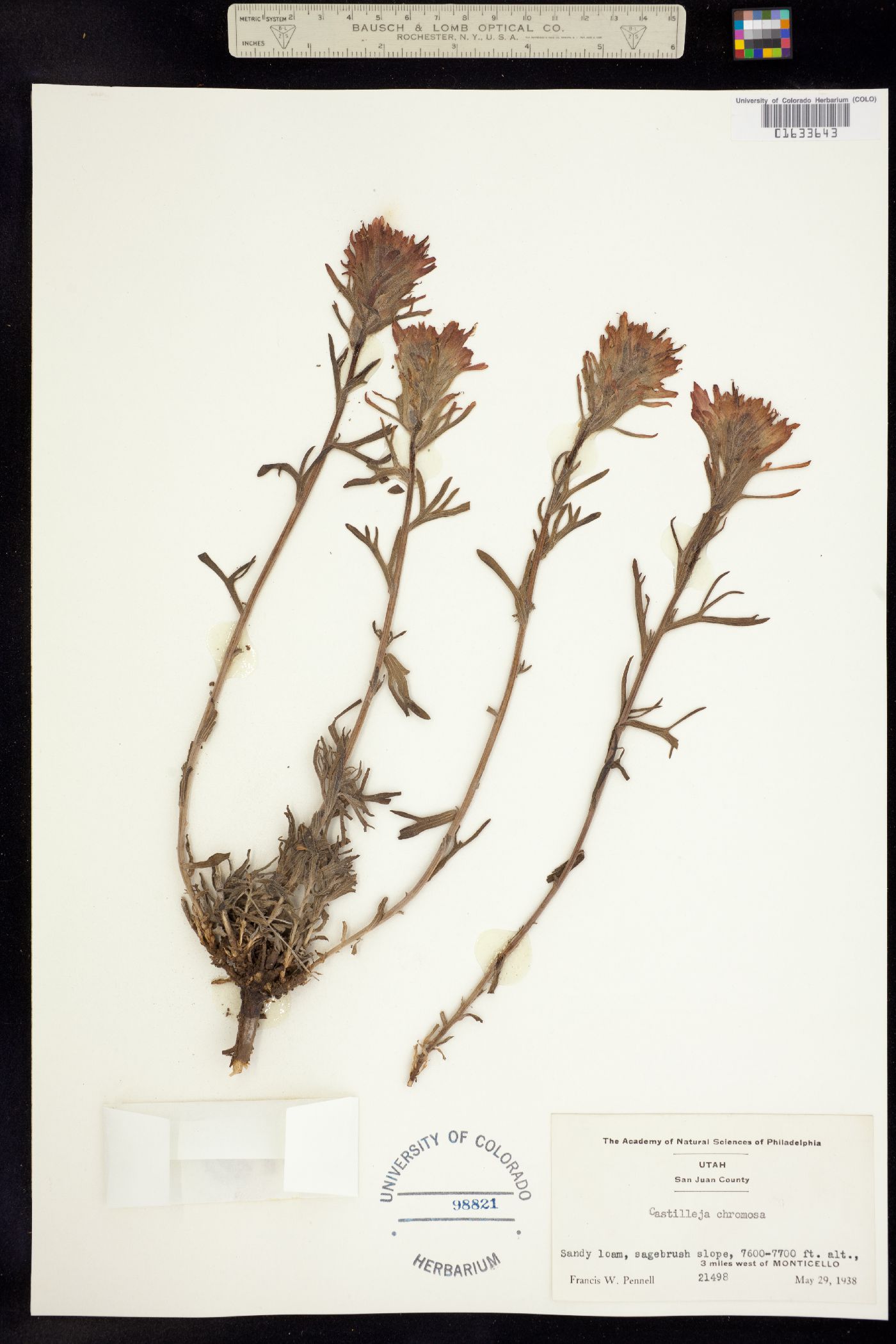 Orobanchaceae image