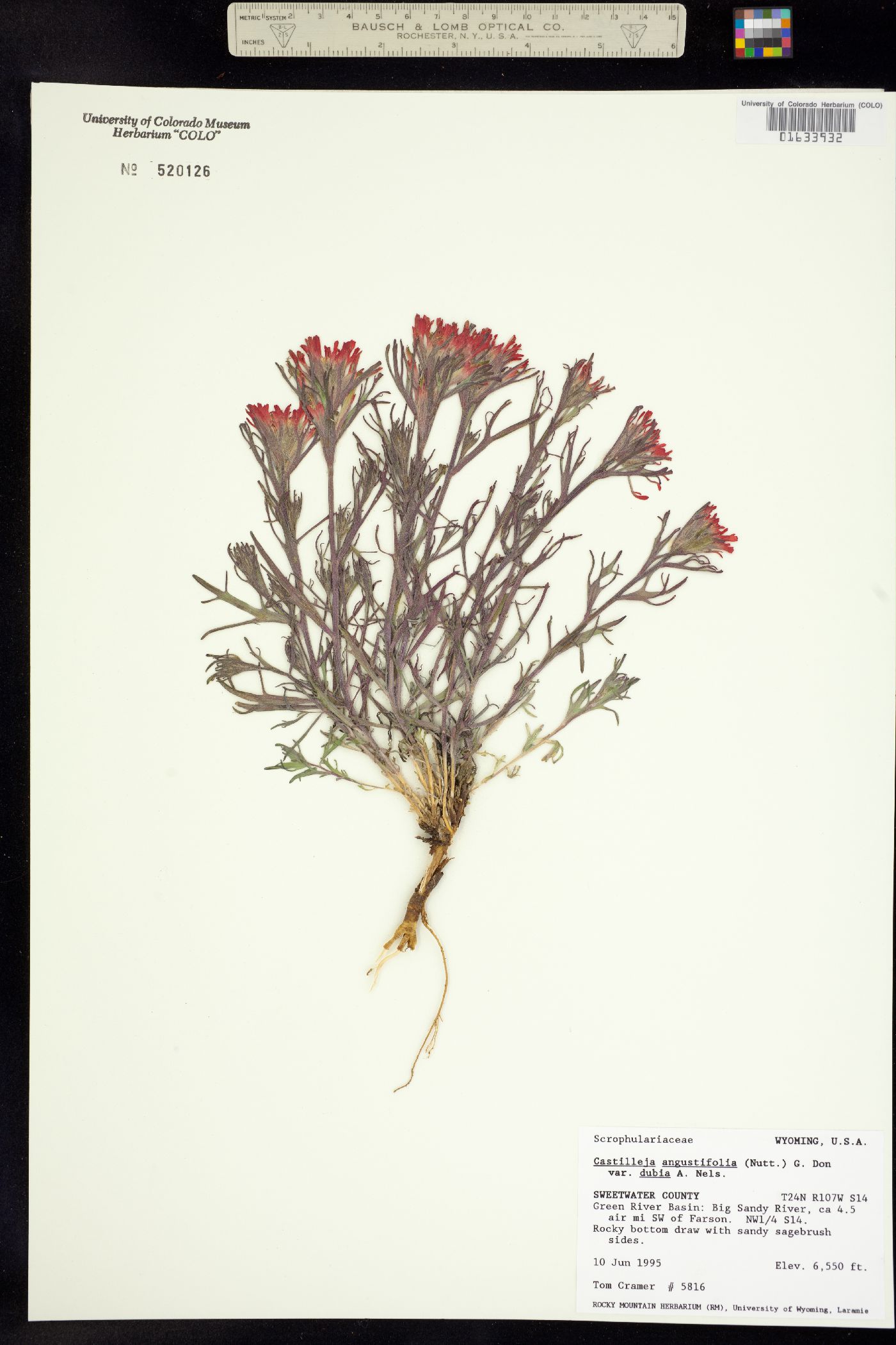 Orobanchaceae image