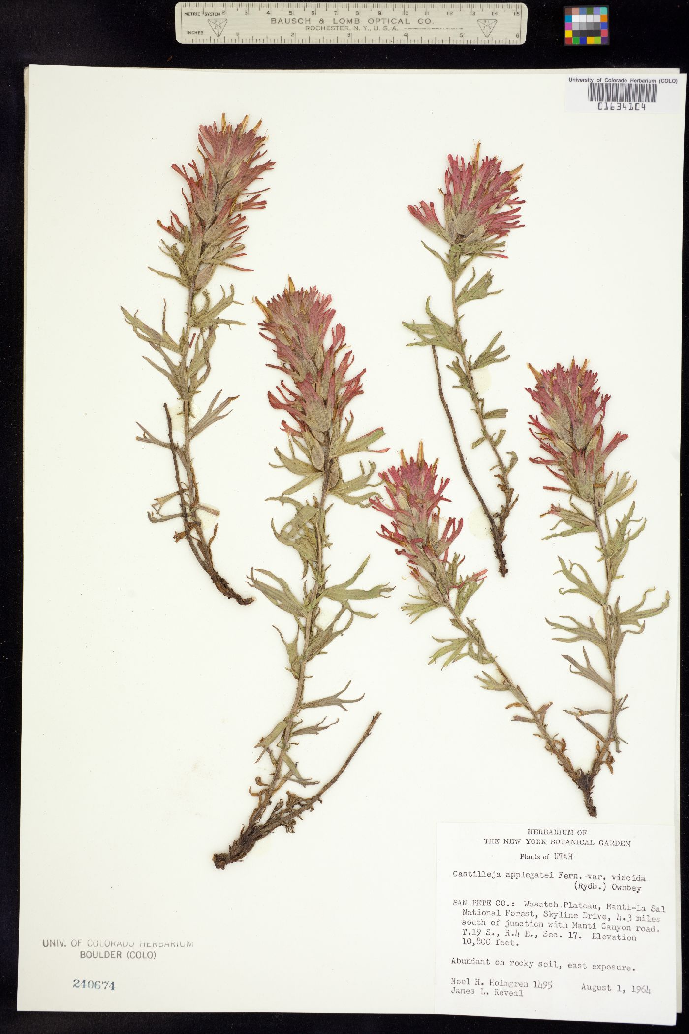 Castilleja applegatei image