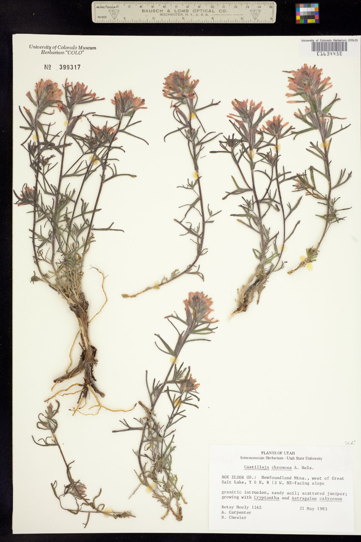 Castilleja angustifolia image