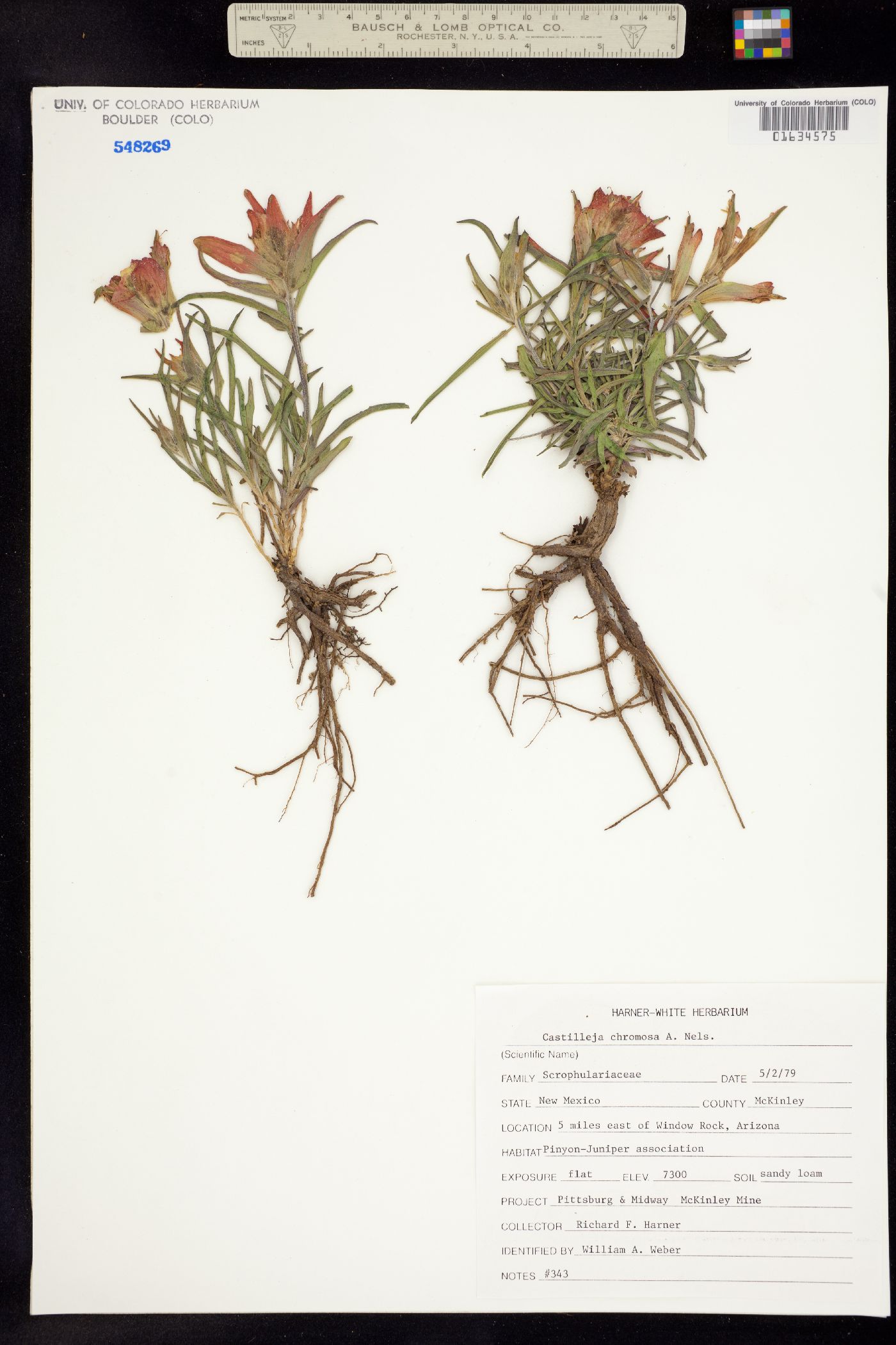 Castilleja angustifolia var. dubia image
