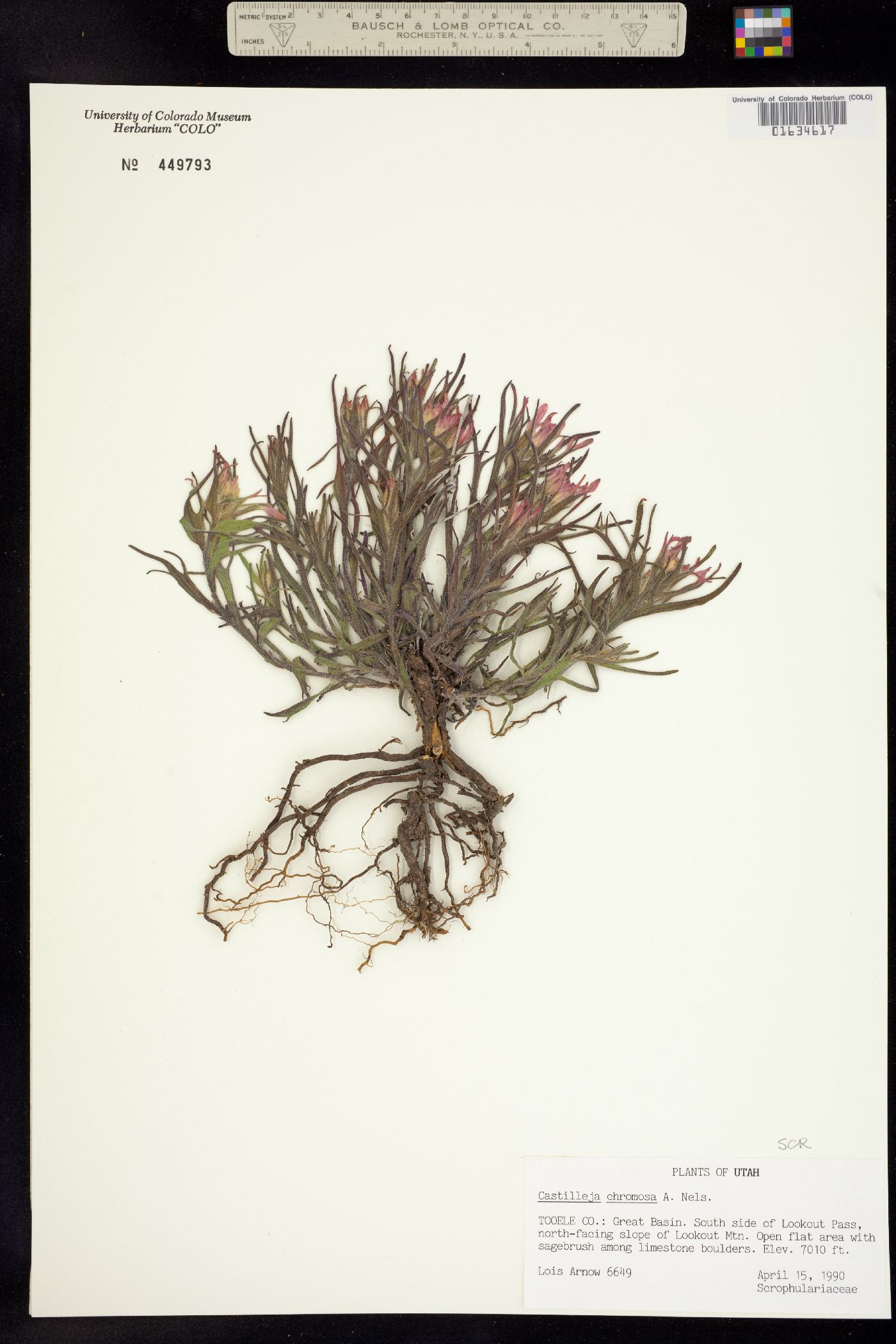 Castilleja angustifolia image