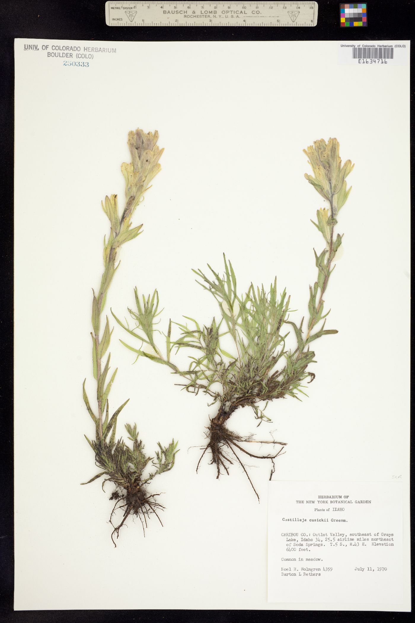 Castilleja angustifolia image
