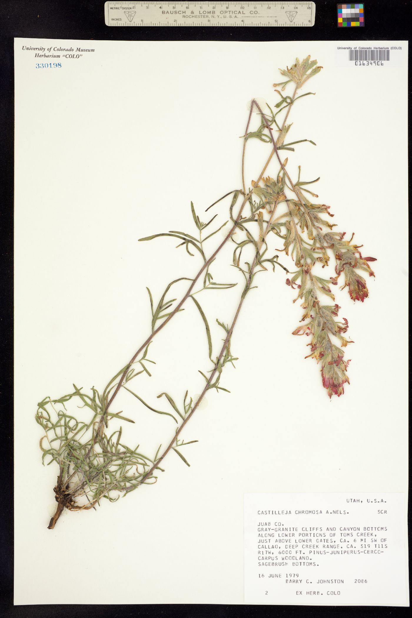 Castilleja angustifolia var. dubia image