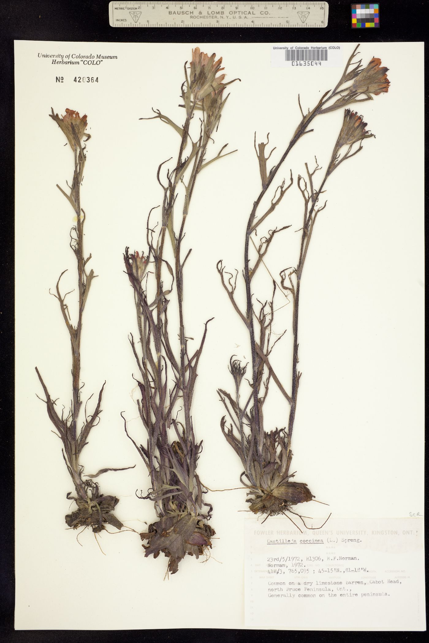Castilleja coccinea image