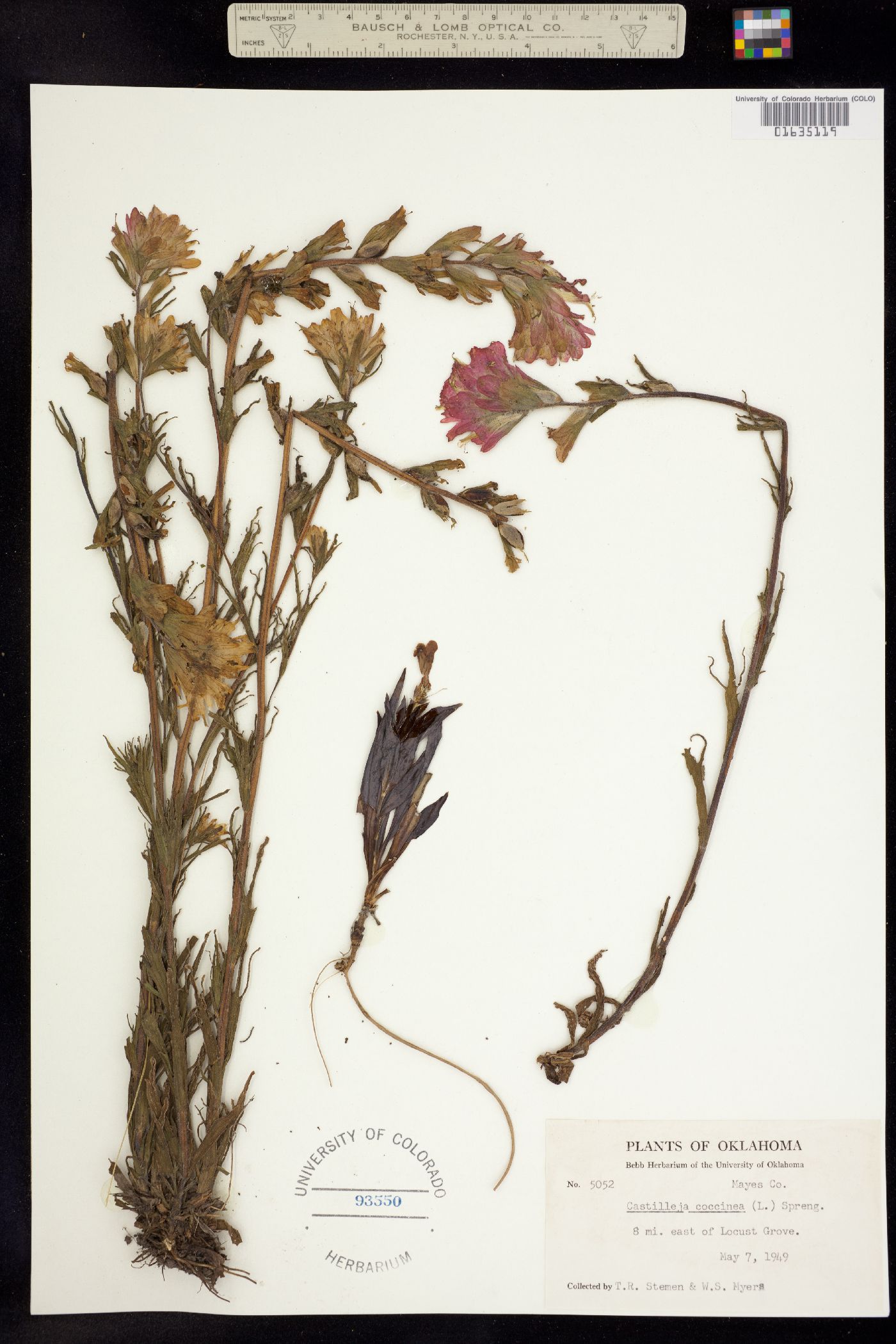 Castilleja coccinea image