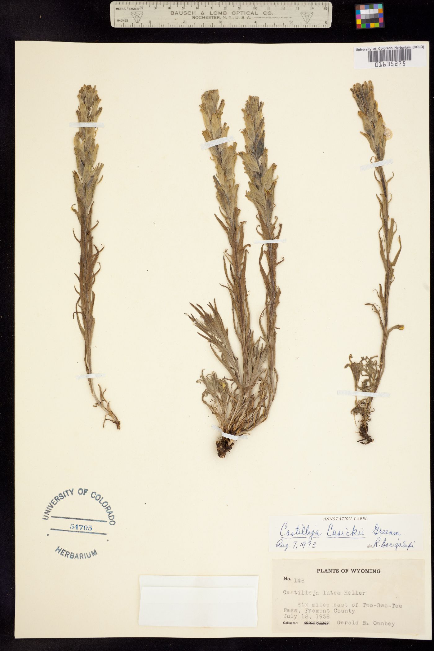 Castilleja cusickii image