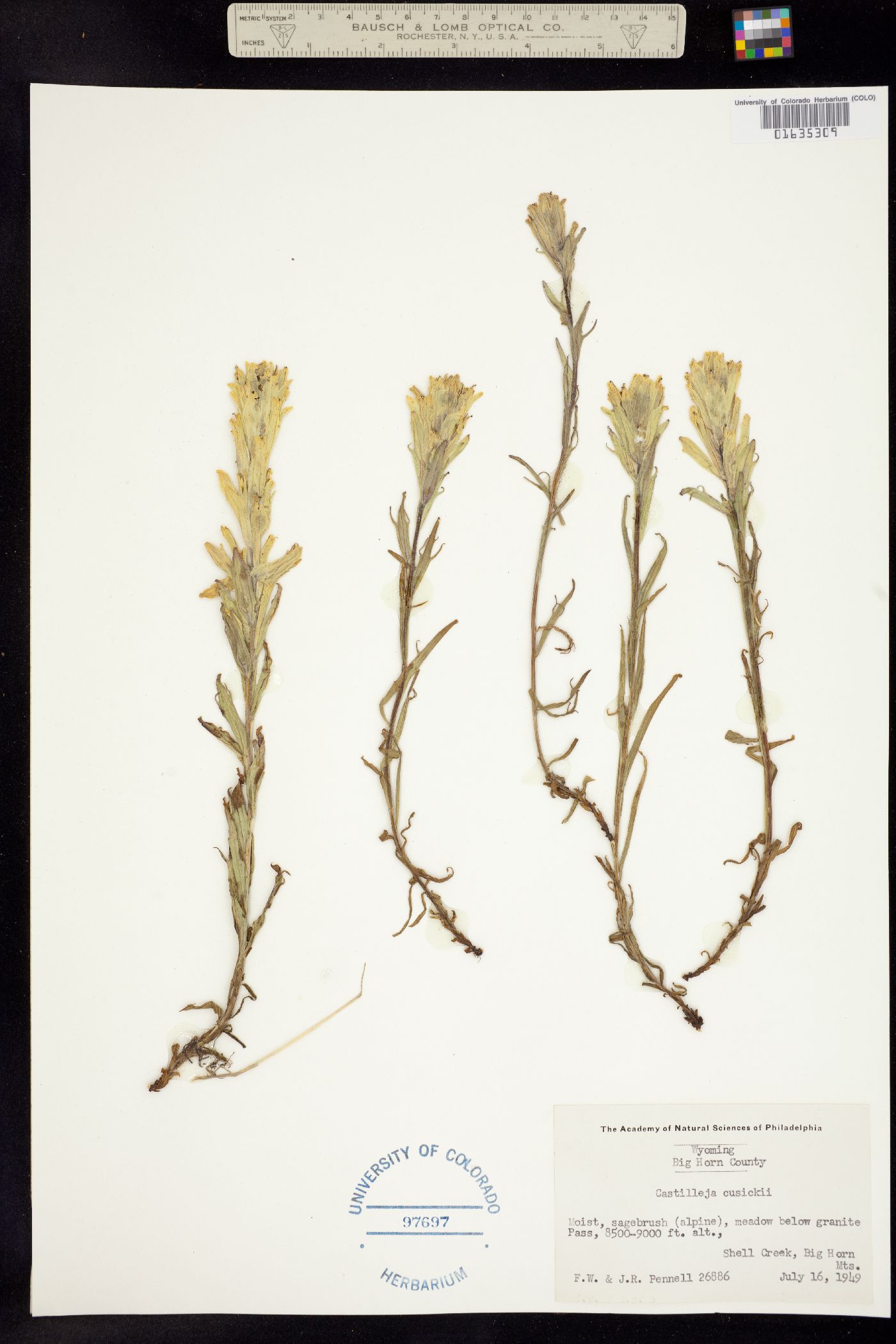 Castilleja cusickii image