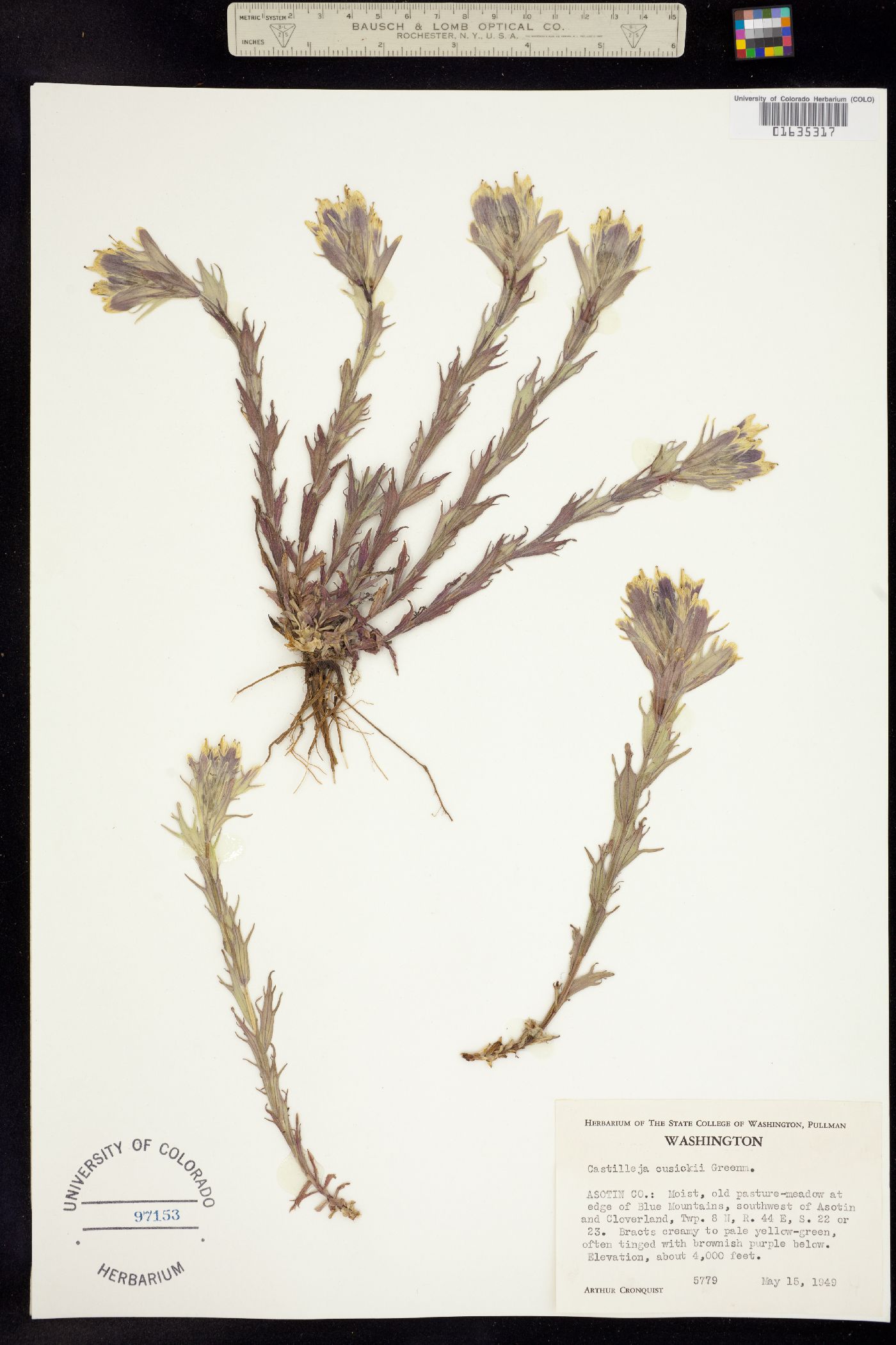 Castilleja cusickii image