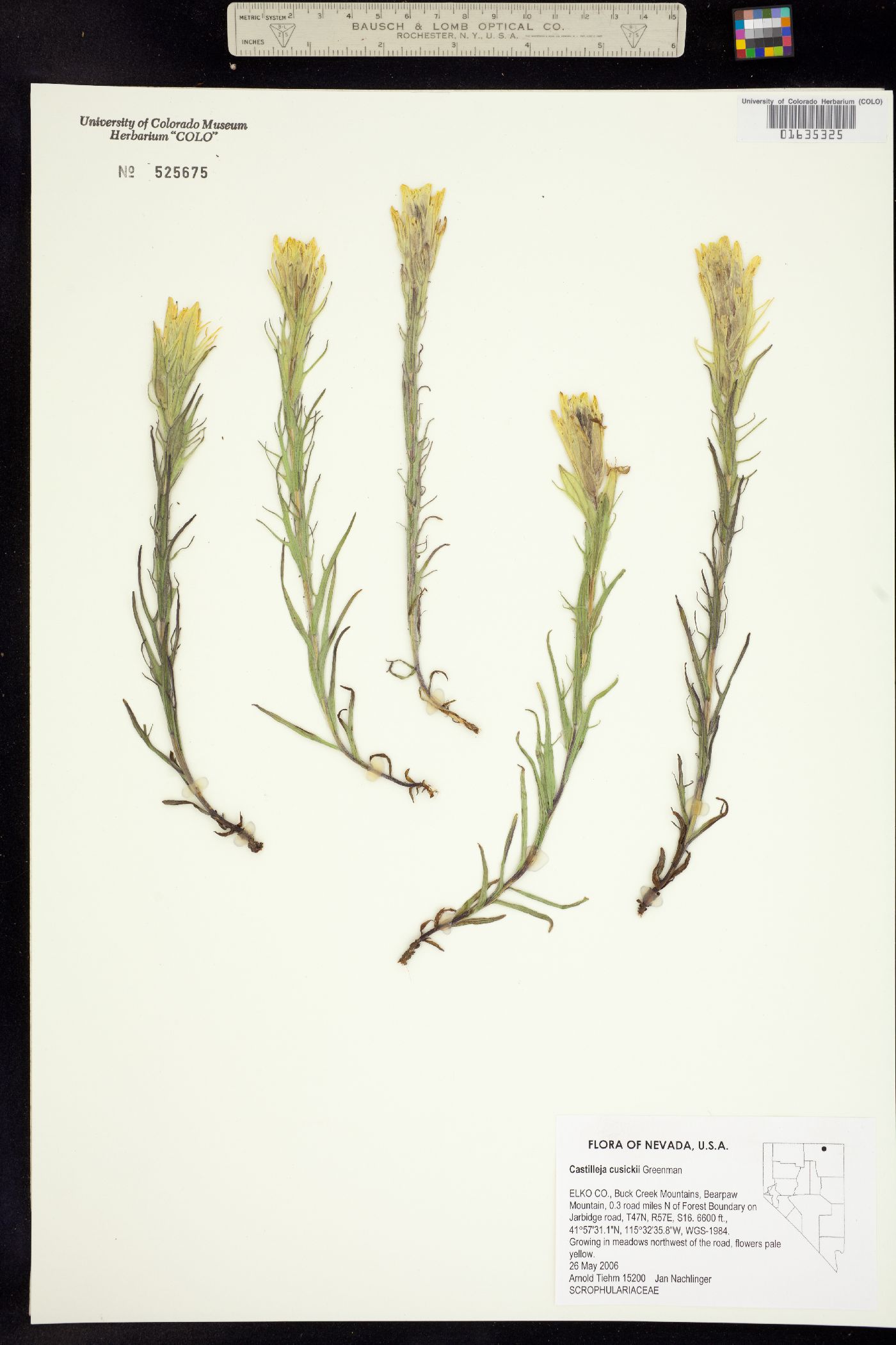 Castilleja cusickii image