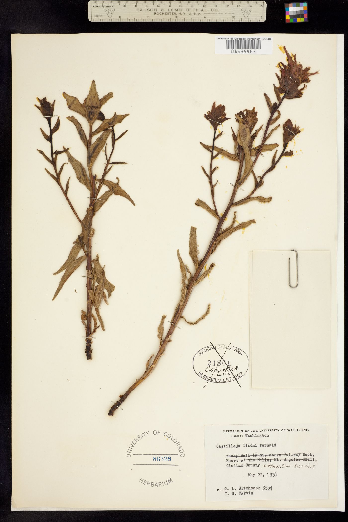Castilleja miniata ssp. dixonii image
