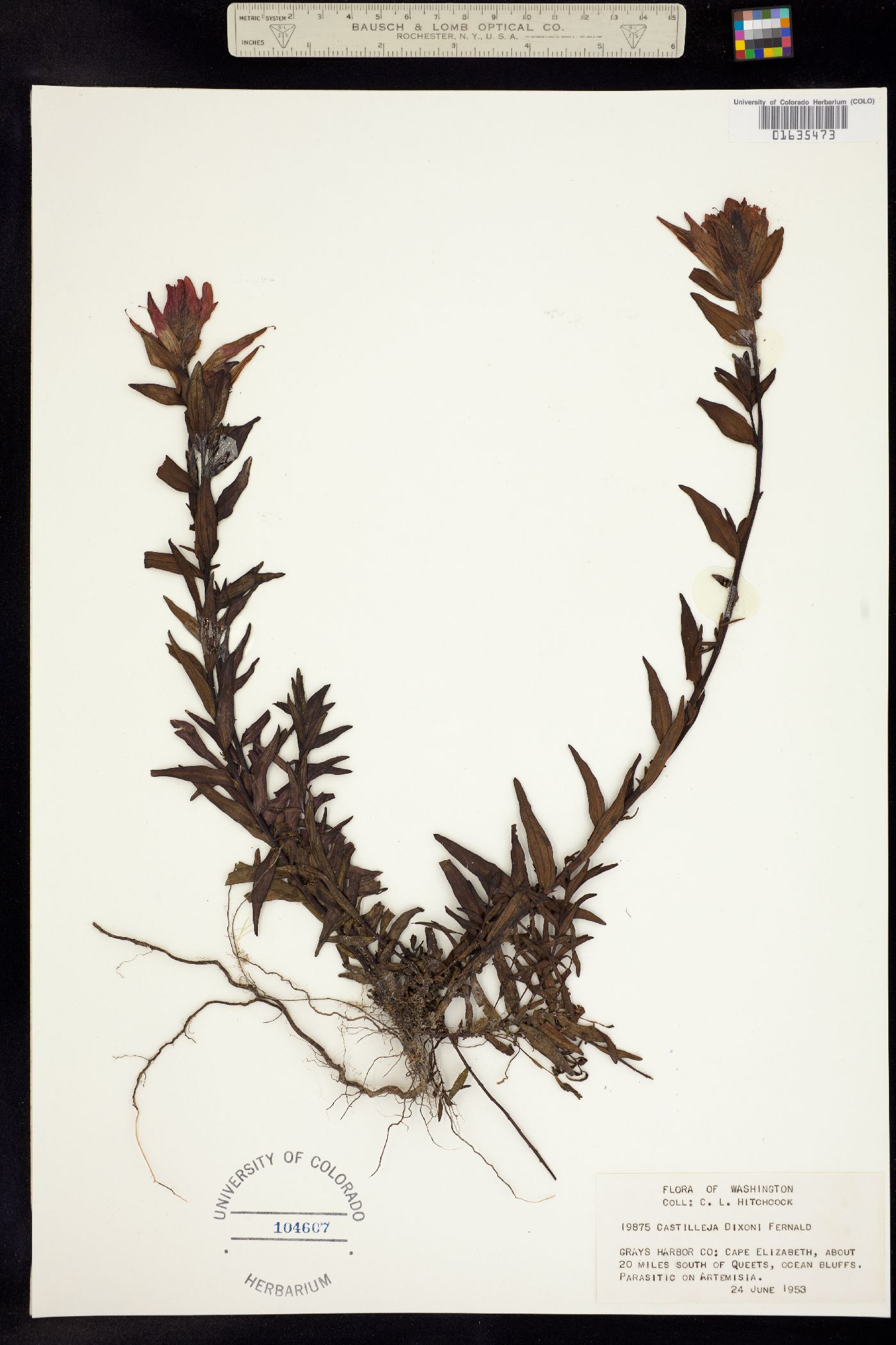 Castilleja miniata ssp. dixonii image