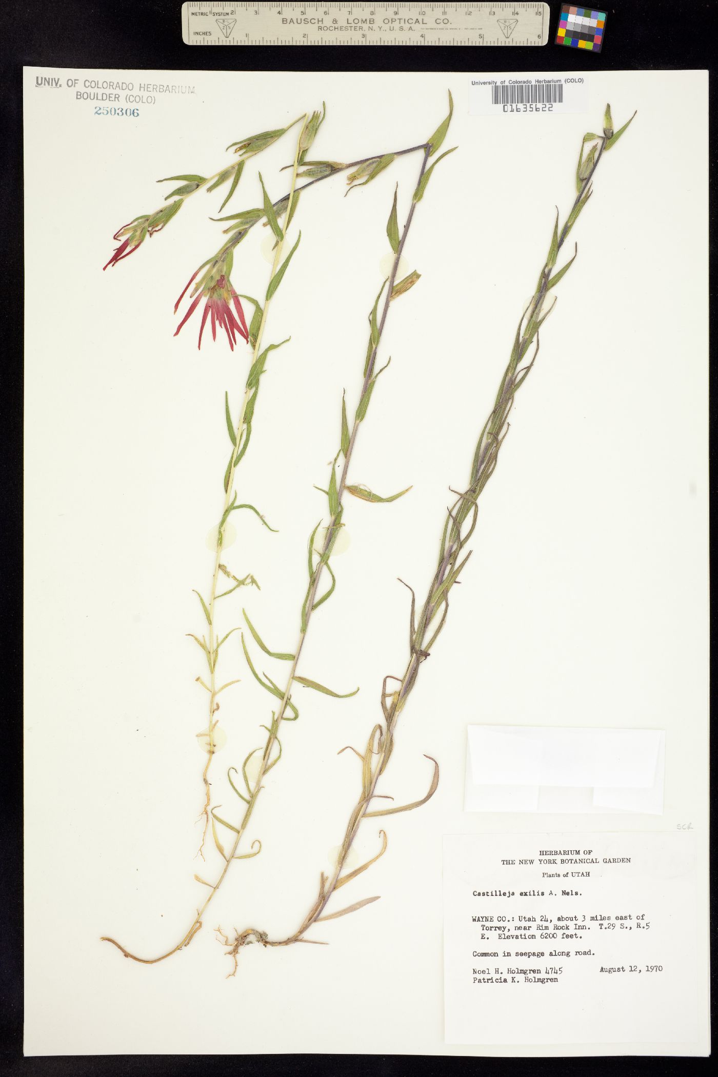 Castilleja minor image