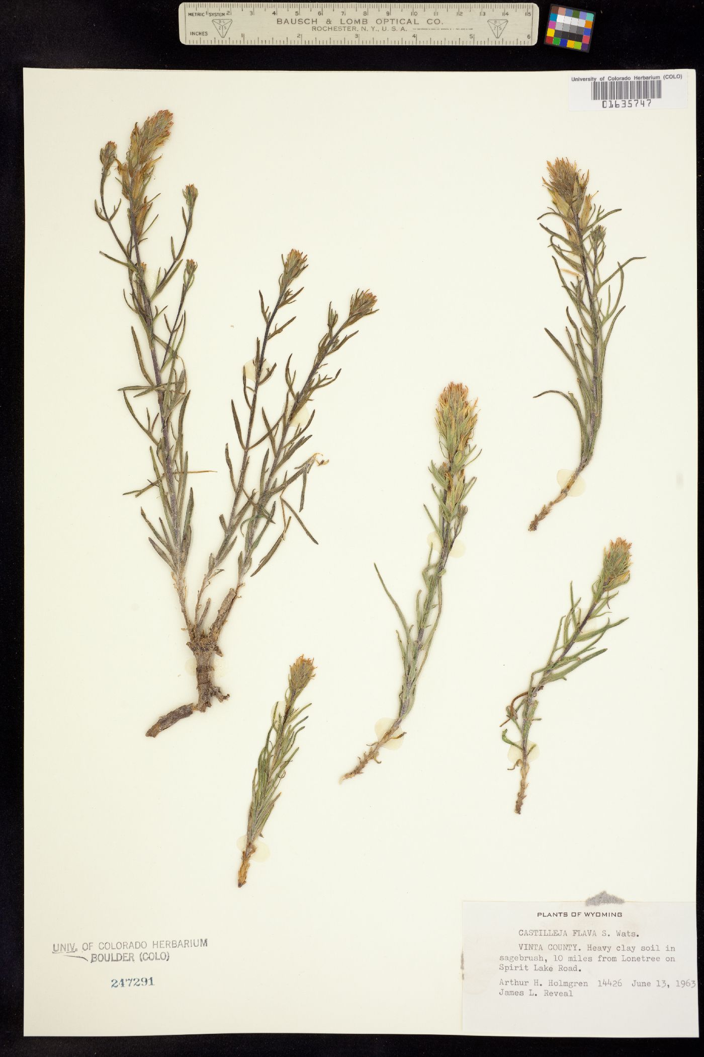 Castilleja flava image