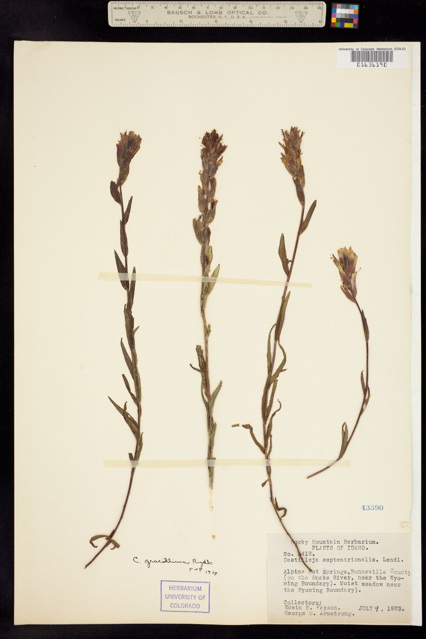 Castilleja miniata ssp. miniata image