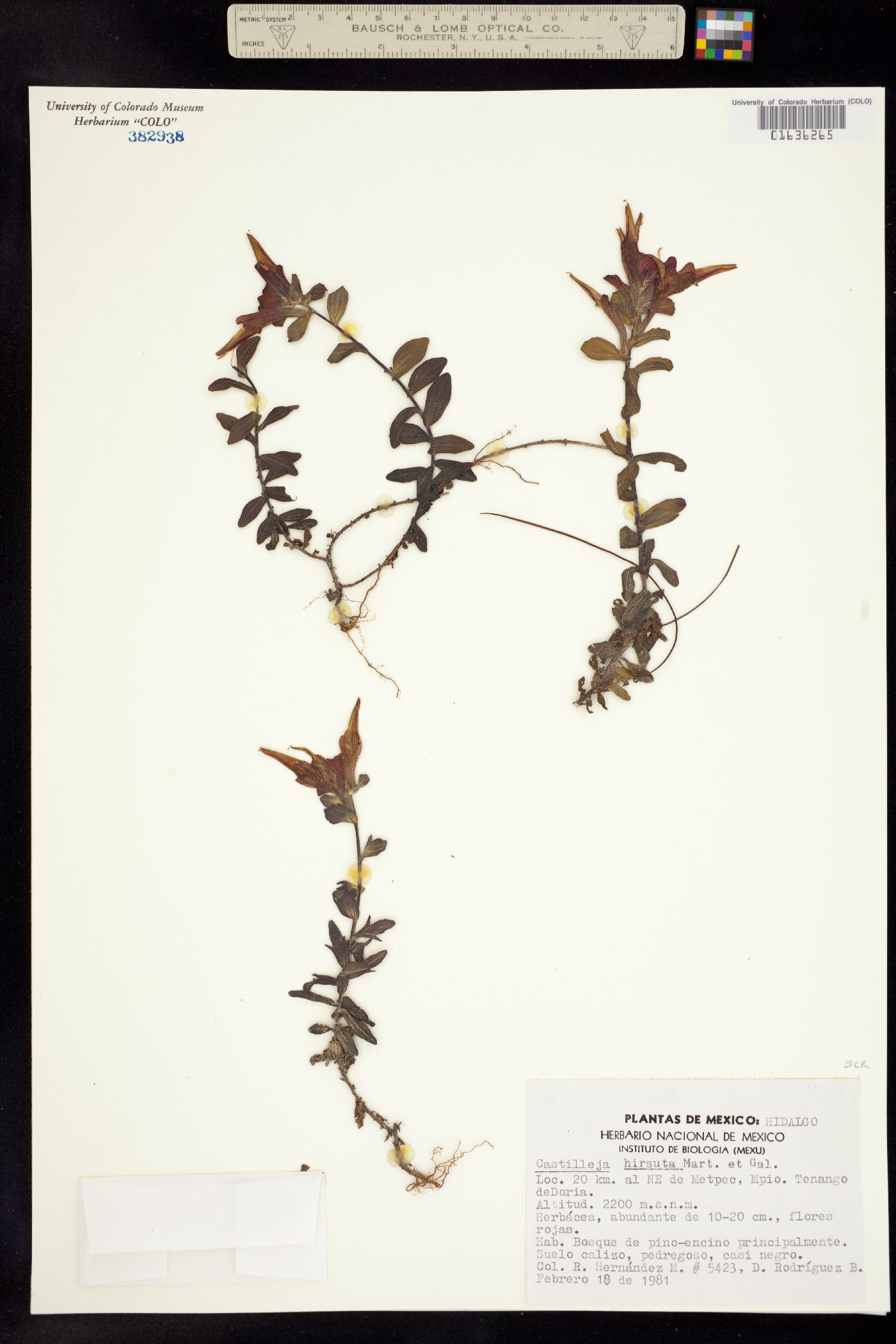 Castilleja hirsuta image
