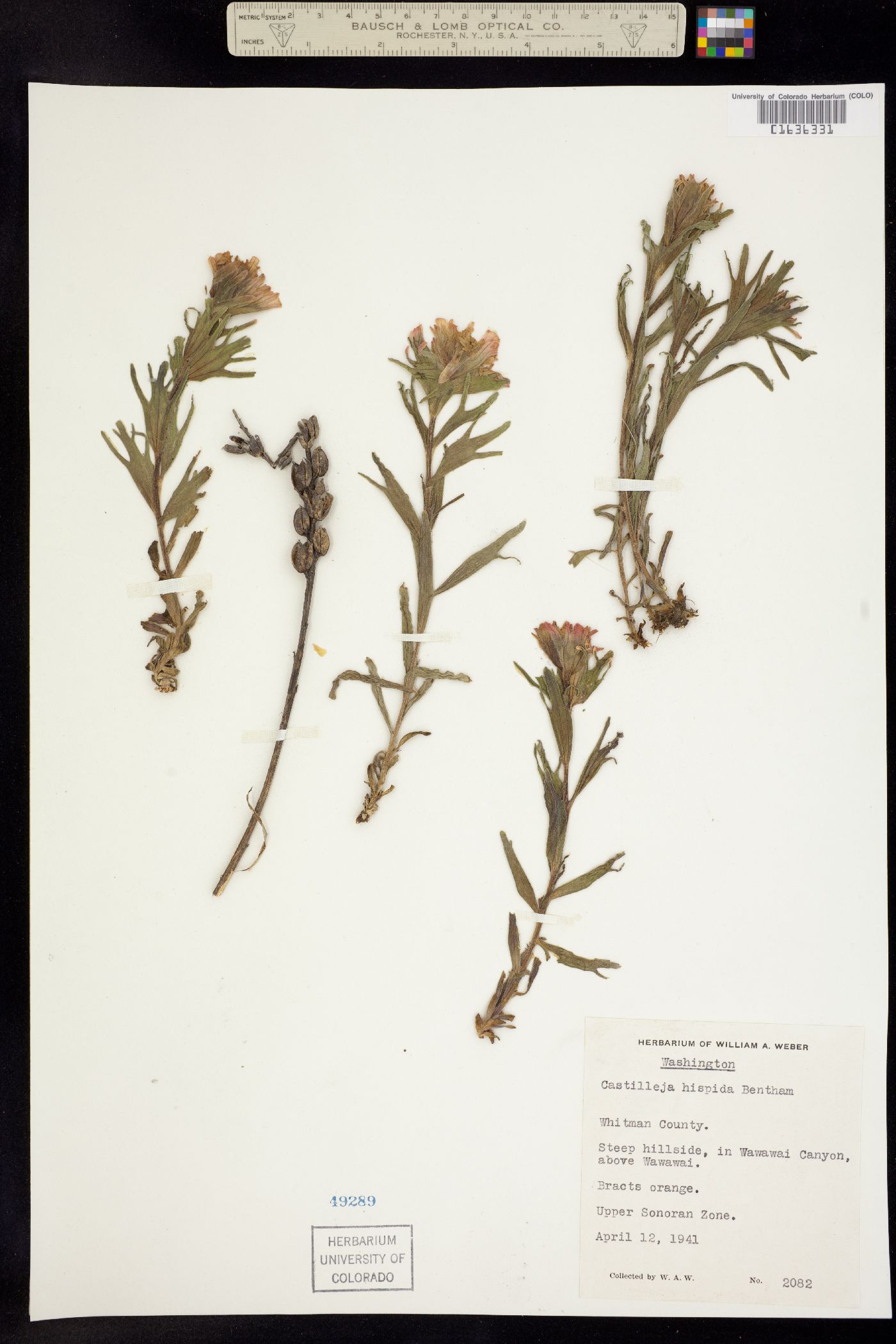 Castilleja hispida image