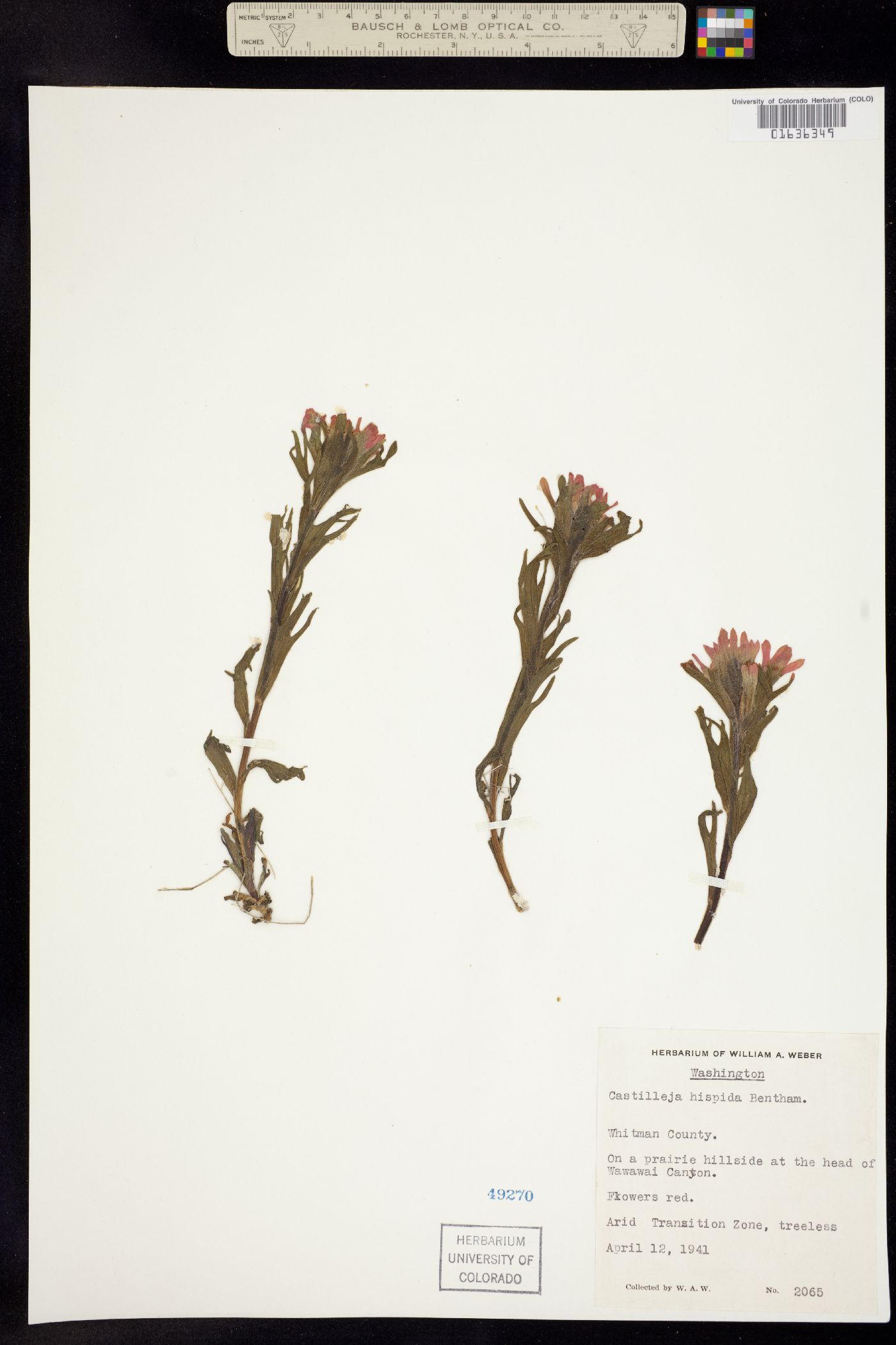 Castilleja hispida image