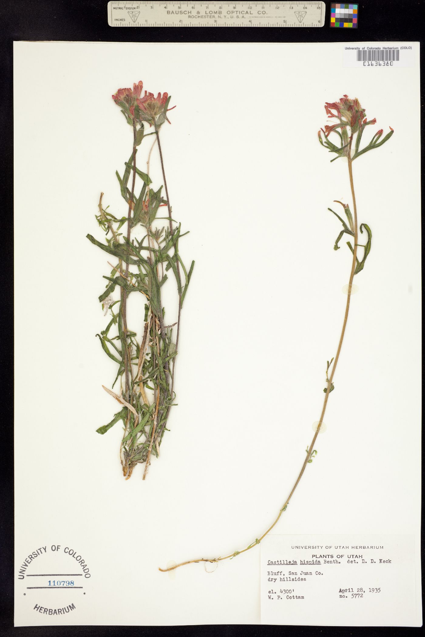 Castilleja hispida image