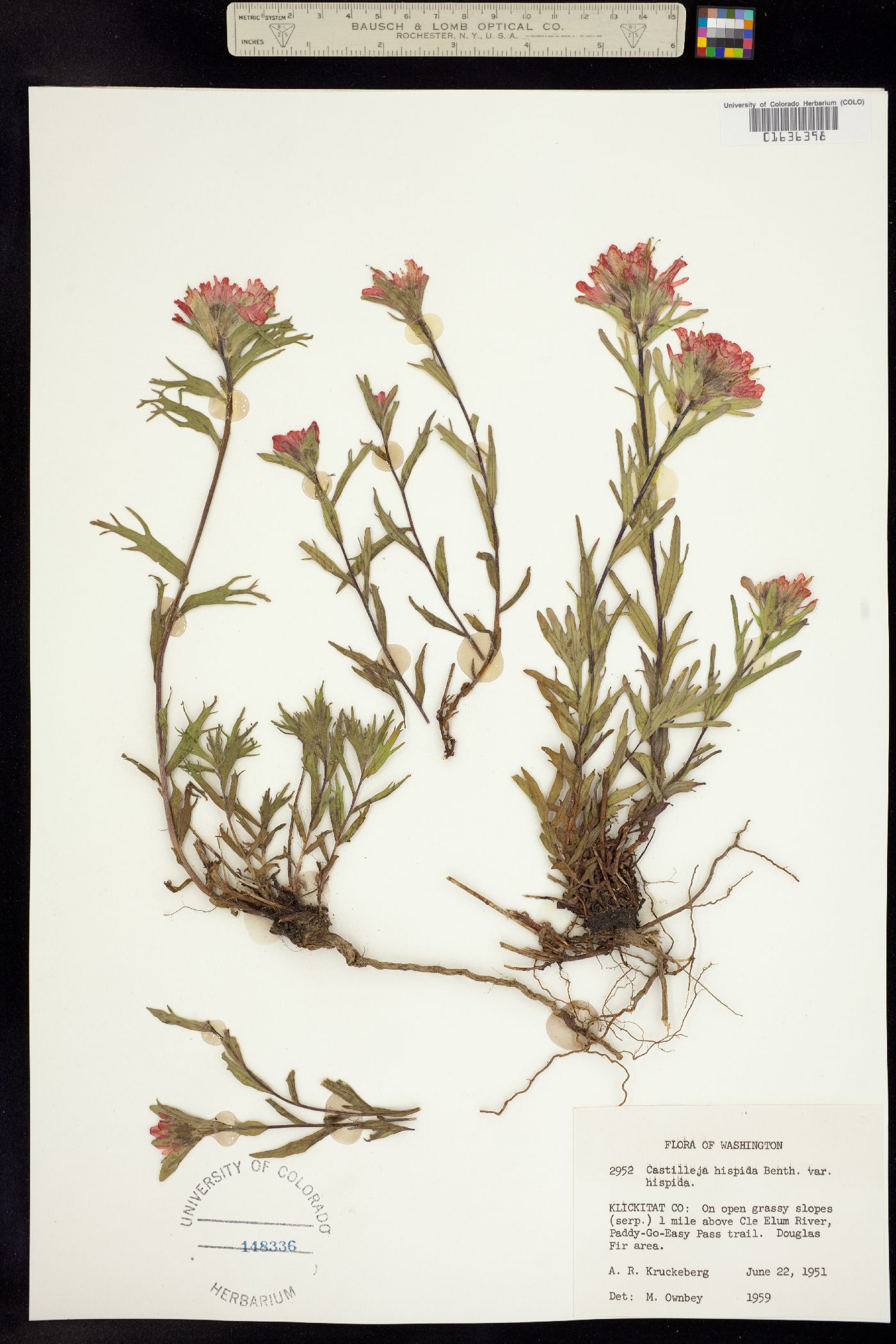 Castilleja hispida image