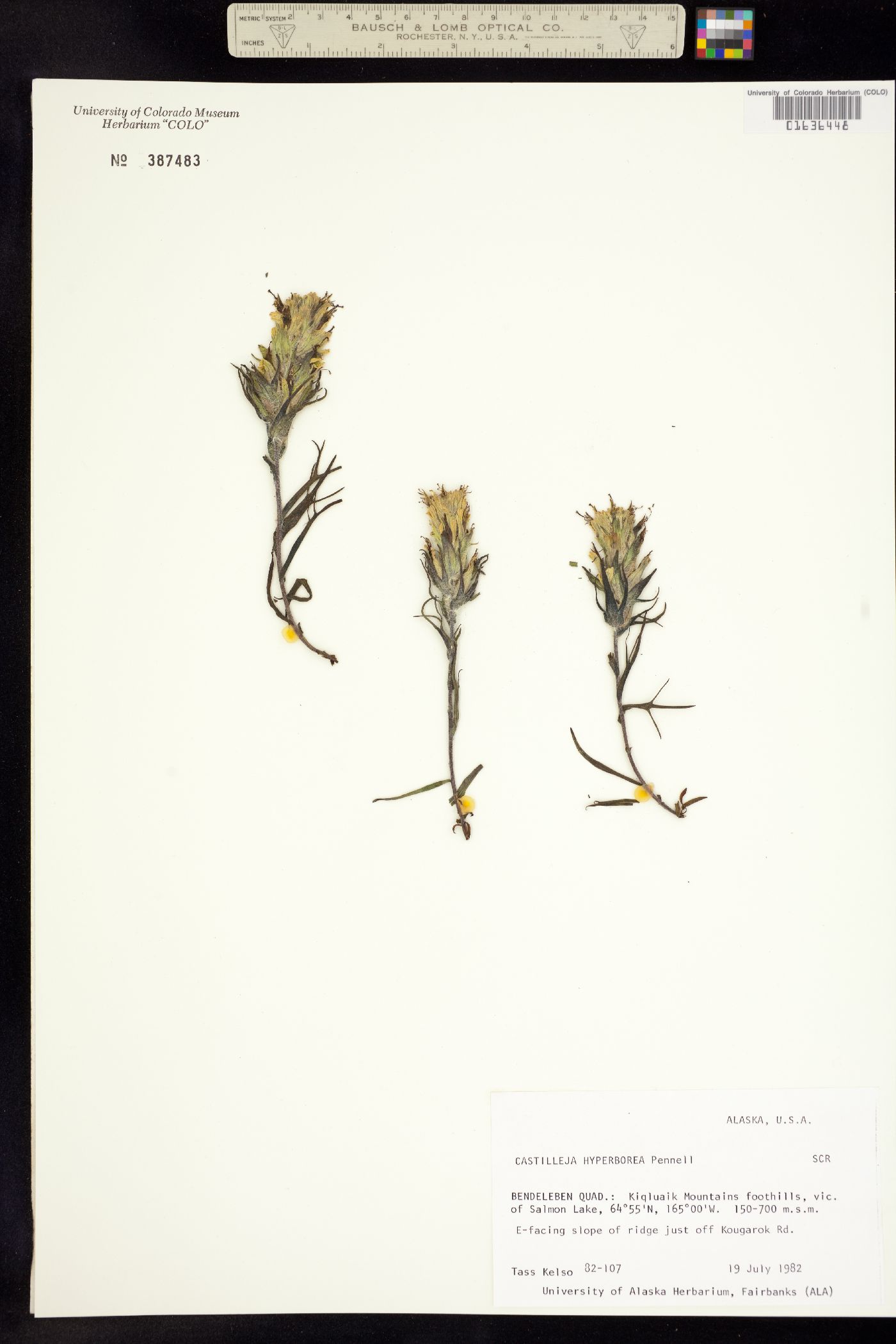 Castilleja hyperborea image