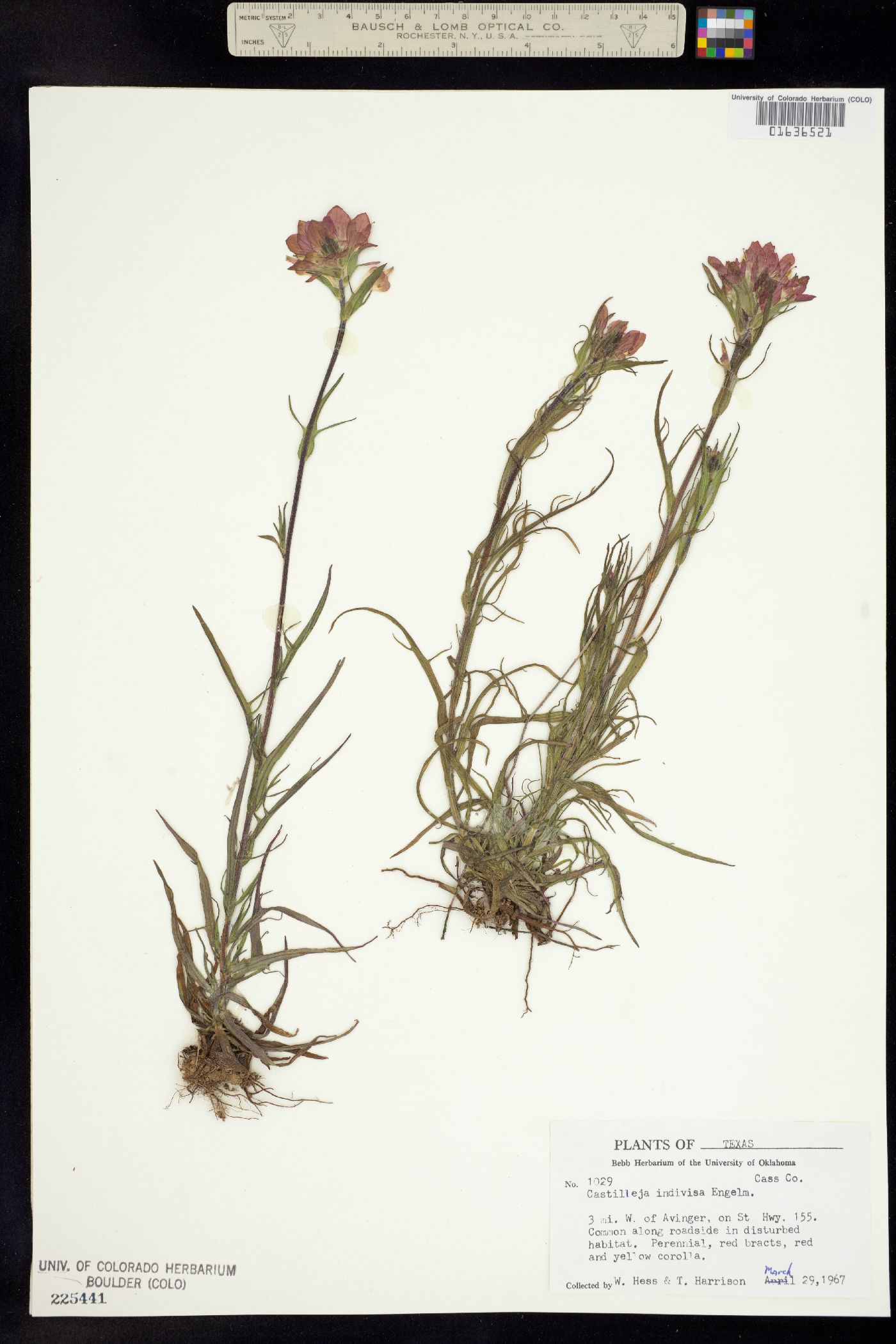 Castilleja indivisa image