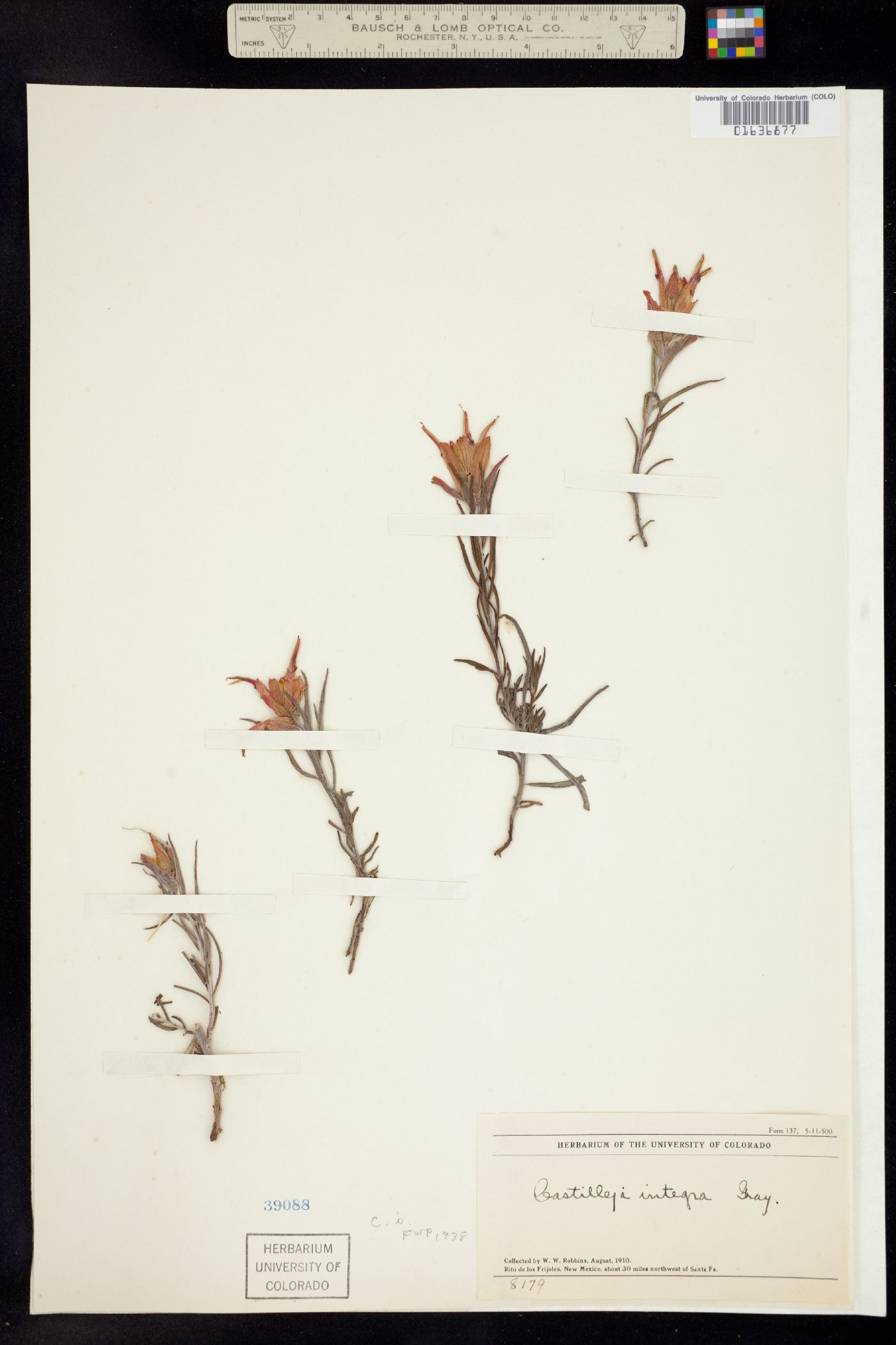 Orobanchaceae image