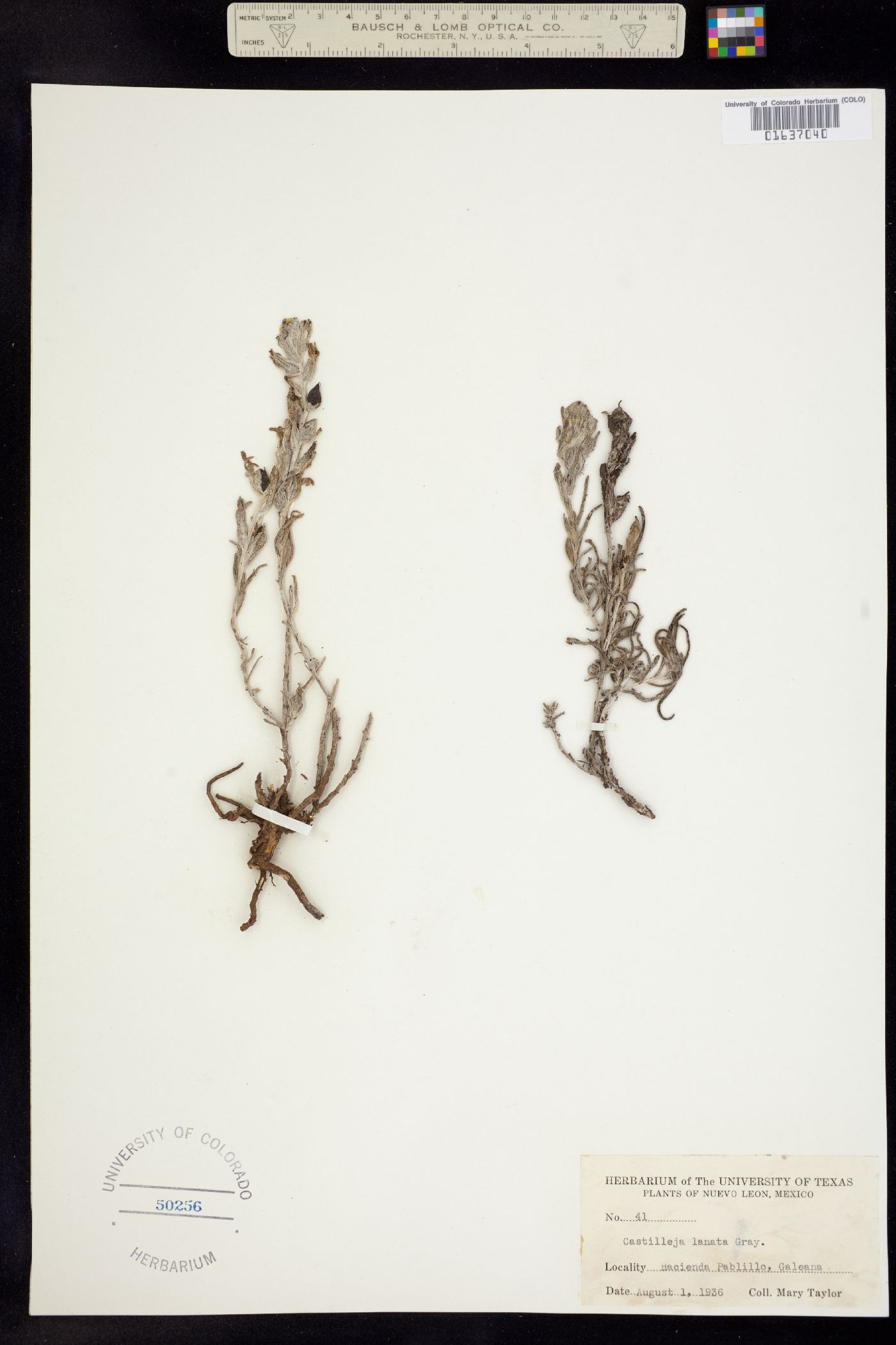 Castilleja galehintoniae image