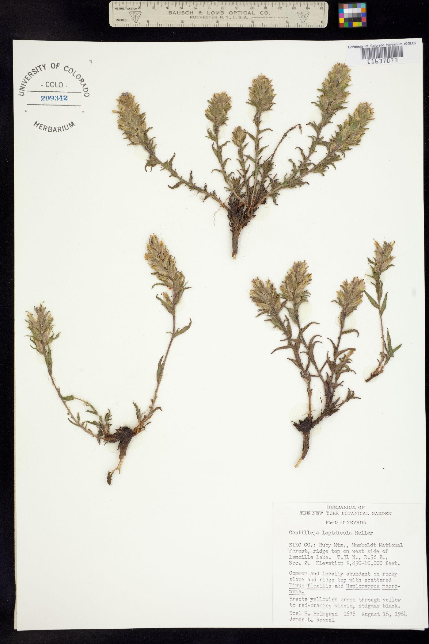 Castilleja nana image