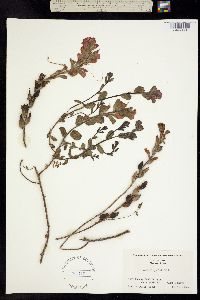 Image of Castilleja latifolia