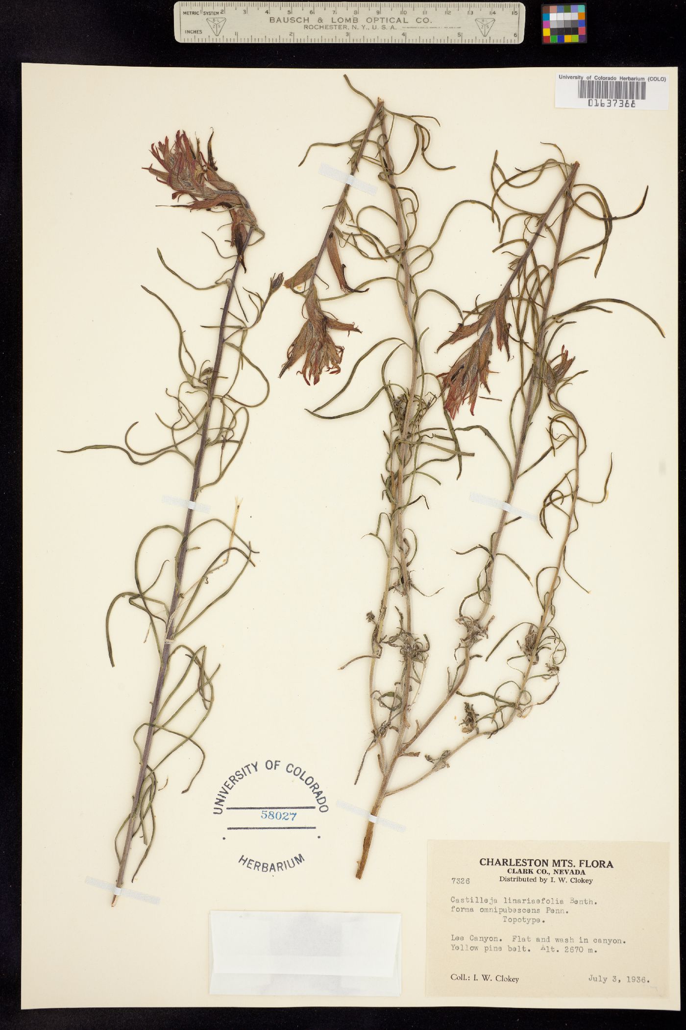 Castilleja linariifolia image