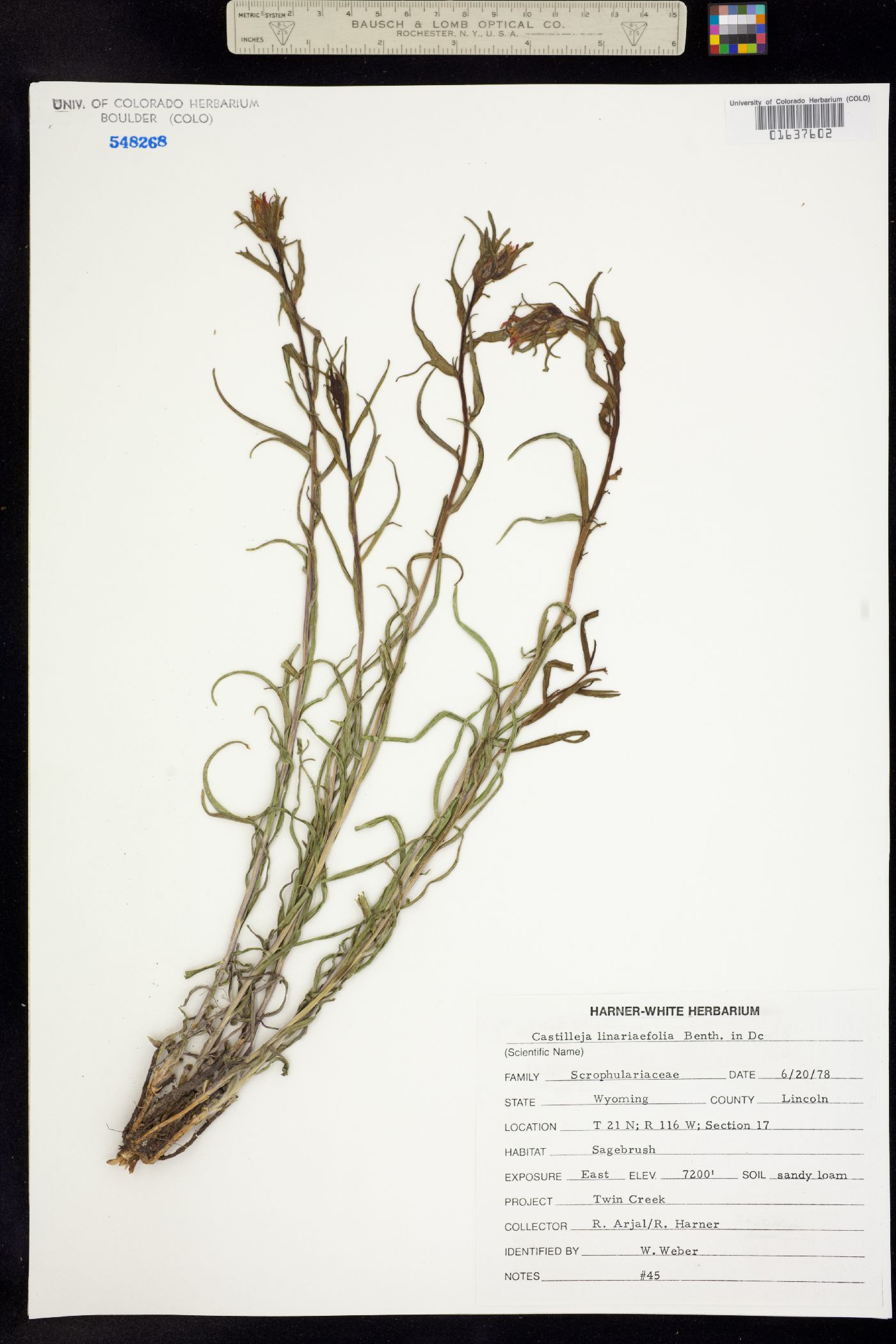 Castilleja linariifolia image