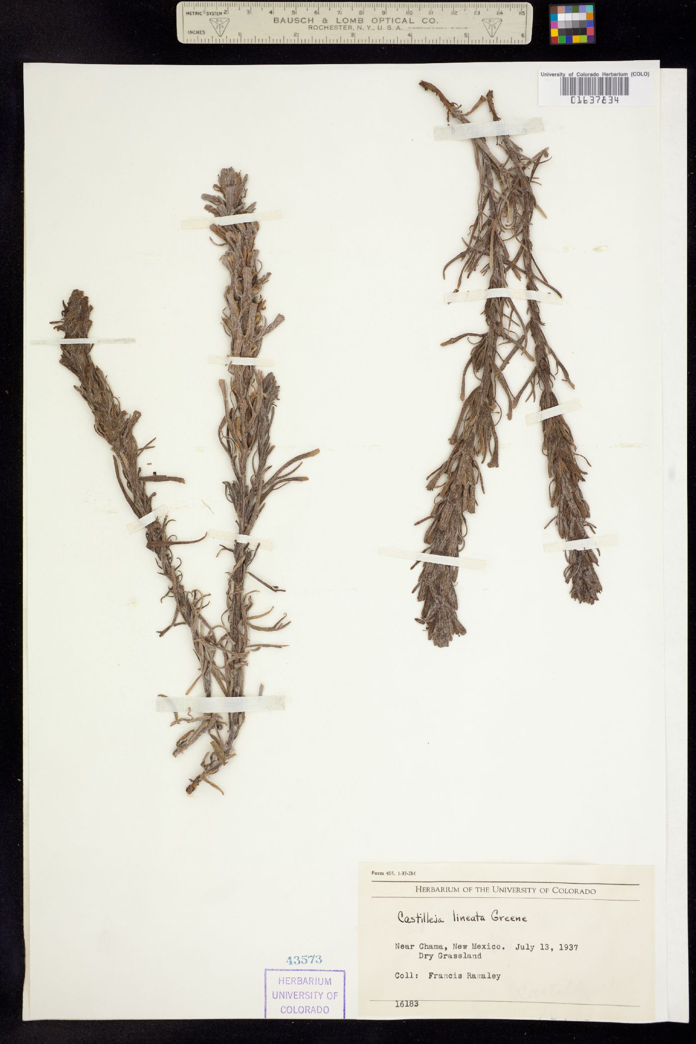 Castilleja lineata image