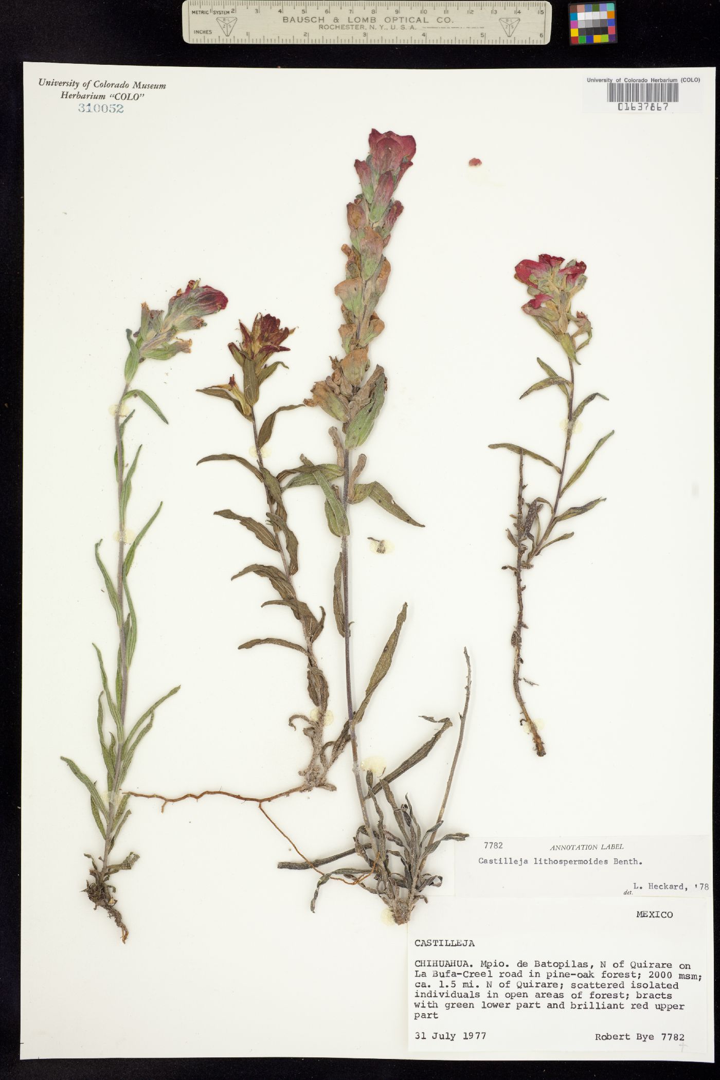Castilleja lithospermoides image